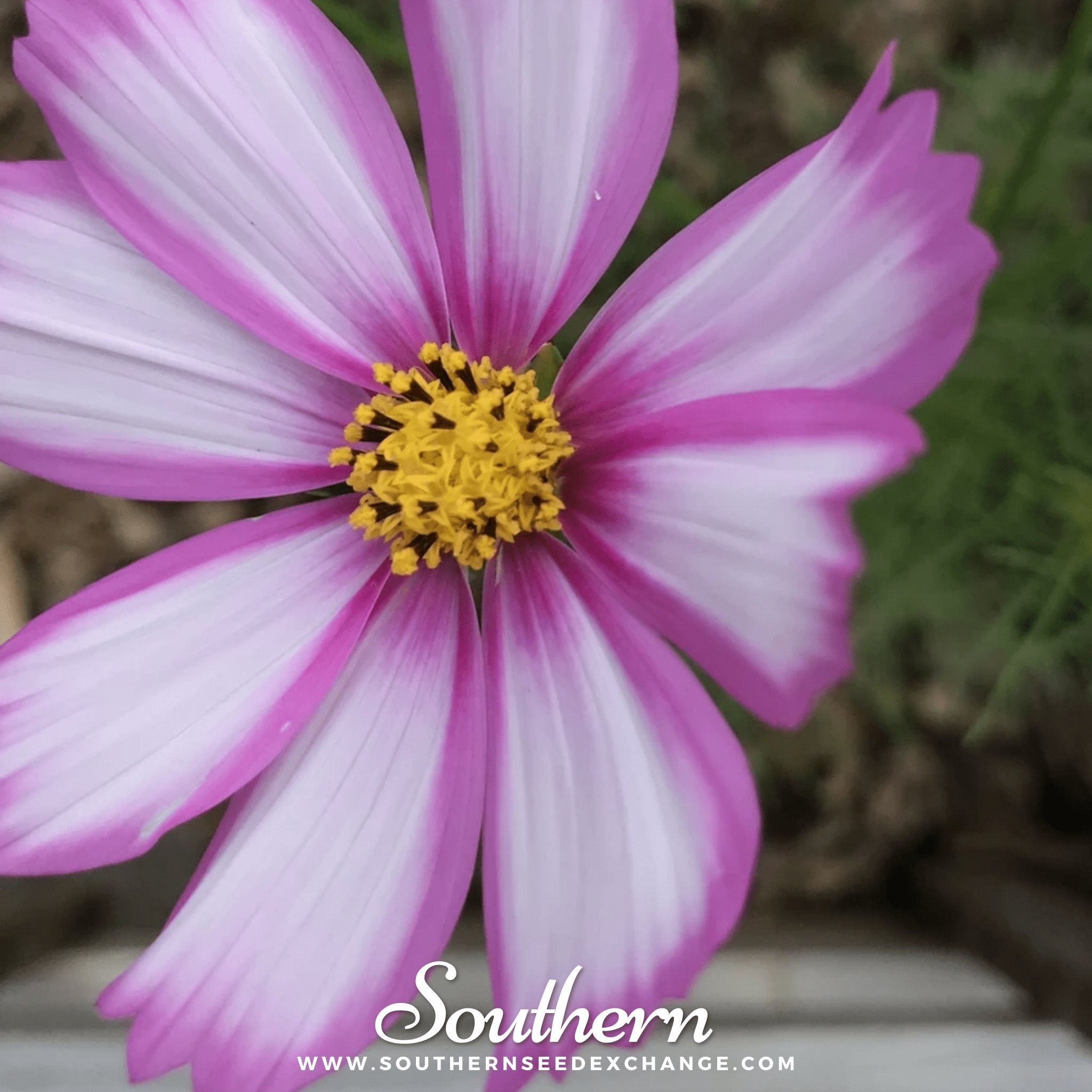 Cosmos, Picotee (Cosmos Bipinnatus Sensation) - 100 Seeds seed packet from Seed Therapy – American - grown, heirloom seeds