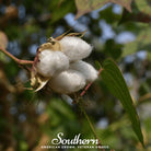 Cotton, Levant (Gossypium herbaceum) - 20 Seeds seed packet from Seed Therapy – American - grown, heirloom seeds