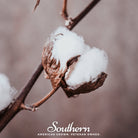 Cotton, Upland (Gossypium hirsutum) - 20 Seeds seed packet from Seed Therapy – American - grown, heirloom seeds