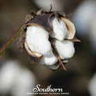 Cotton, Upland (Gossypium hirsutum) - 20 Seeds seed packet from Seed Therapy – American - grown, heirloom seeds