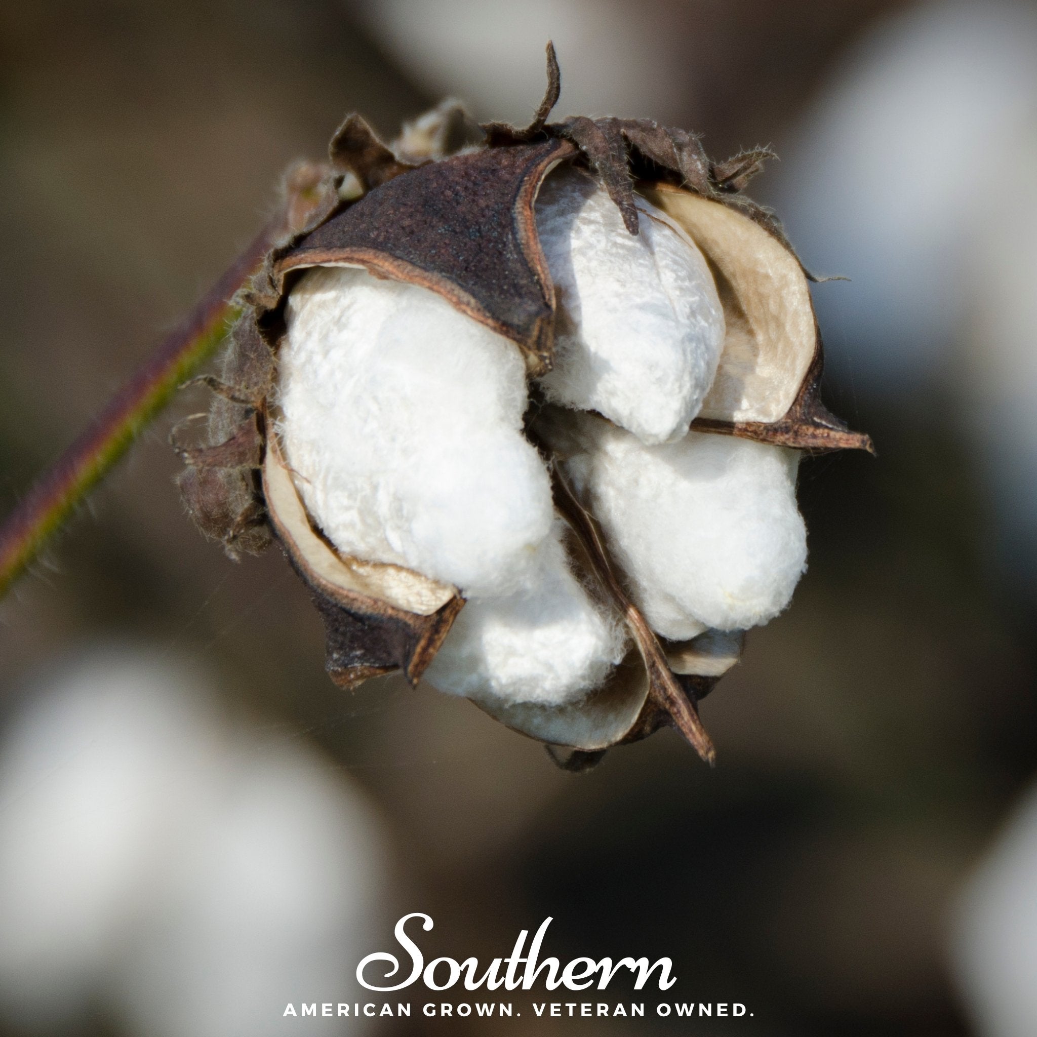 Cotton, Upland (Gossypium hirsutum) - 20 Seeds seed packet from Seed Therapy – American - grown, heirloom seeds