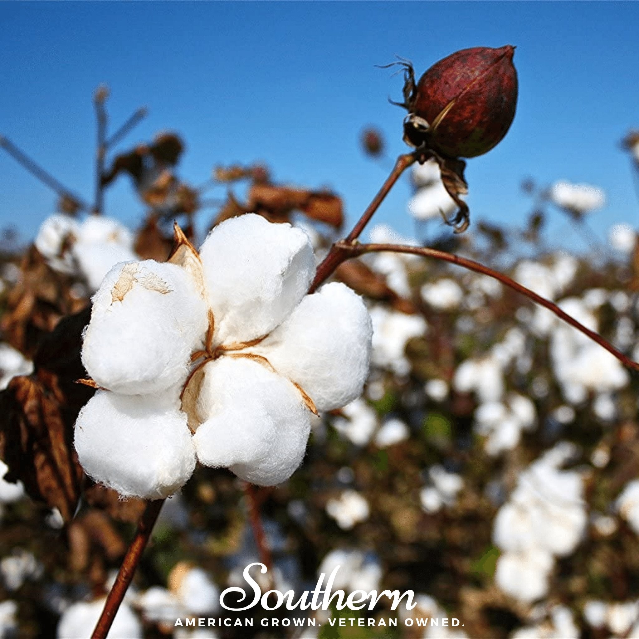Cotton, Upland (Gossypium hirsutum) - 20 Seeds seed packet from Seed Therapy – American - grown, heirloom seeds