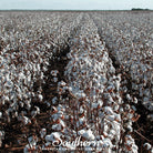 Cotton, Upland (Gossypium hirsutum) - 20 Seeds seed packet from Seed Therapy – American - grown, heirloom seeds