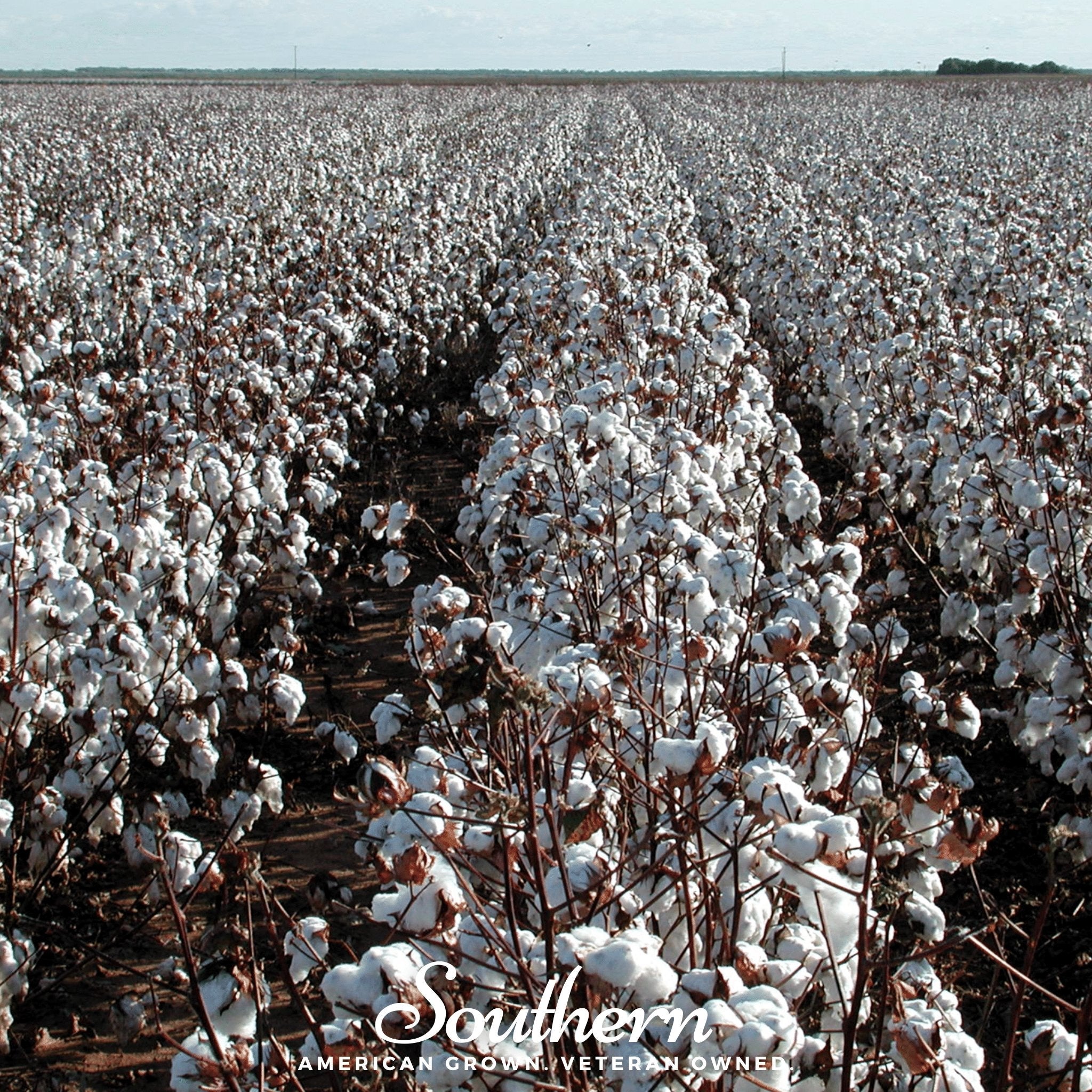 Cotton, Upland (Gossypium hirsutum) - 20 Seeds seed packet from Seed Therapy – American - grown, heirloom seeds