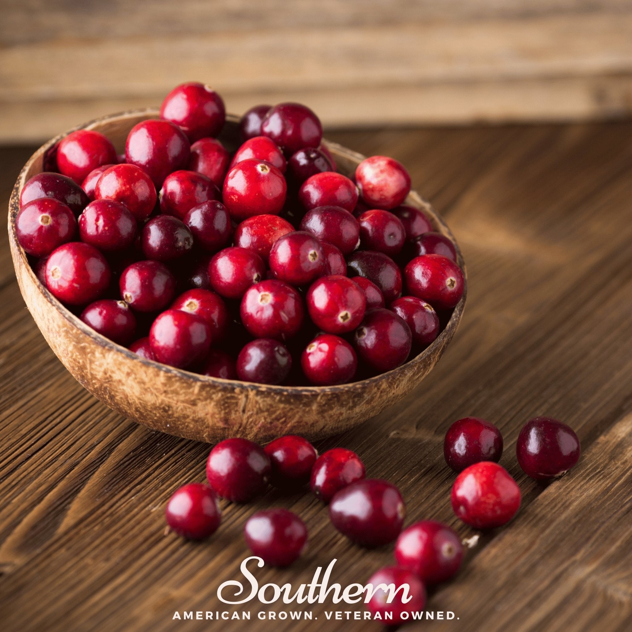 Cranberry, American (Vaccinium macrocarpon) - 50 Seeds | Seed Therapy – Heirloom Garden Seeds