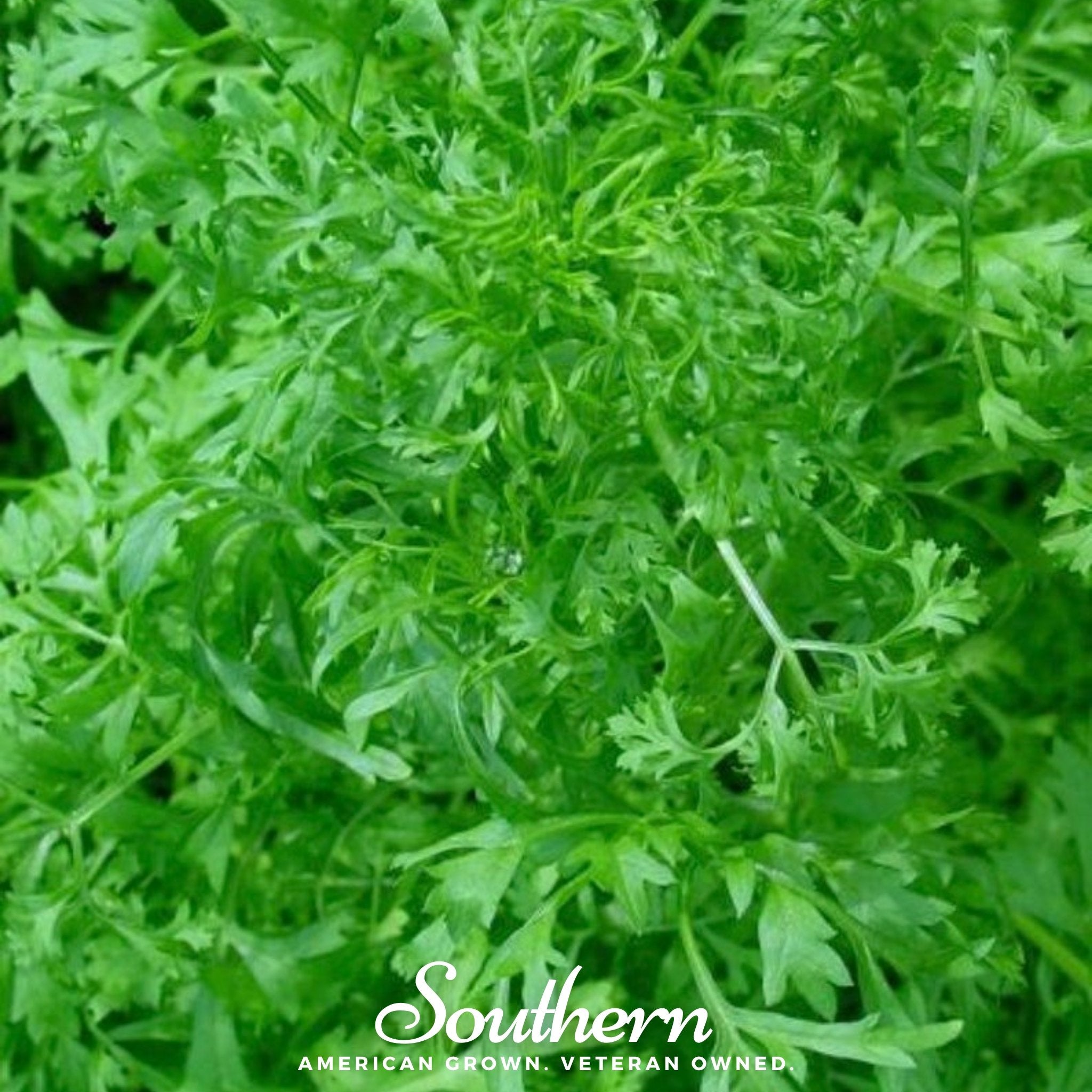 Cress, Curled (Lepidium sativum) - 200 Seeds seed packet from Seed Therapy – American - grown, heirloom seeds
