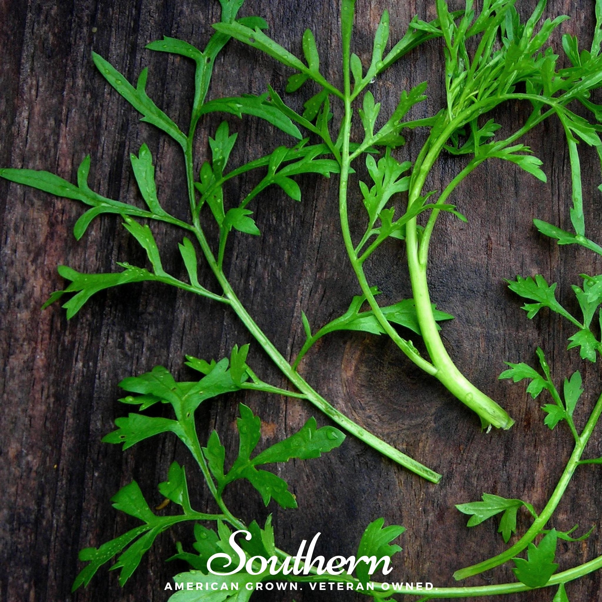 Cress, Curled (Lepidium sativum) - 200 Seeds seed packet from Seed Therapy – American - grown, heirloom seeds