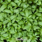 Cress, Pepper (Lepidium sativum) - 500 Seeds seed packet from Seed Therapy – American - grown, heirloom seeds