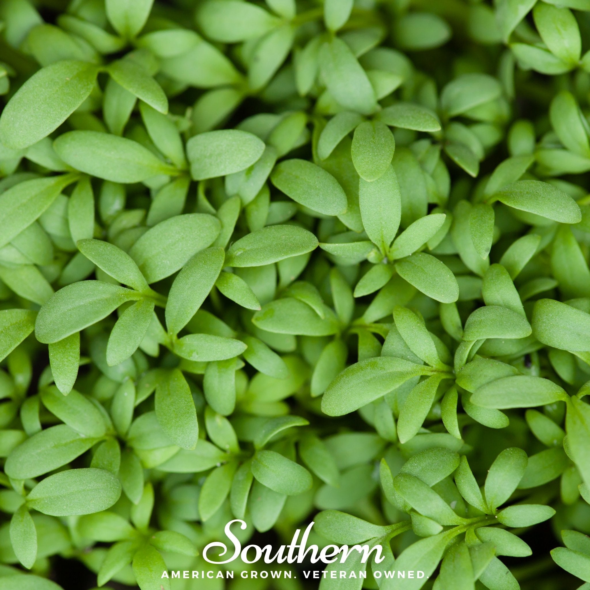 Cress, Pepper (Lepidium sativum) - 500 Seeds seed packet from Seed Therapy – American - grown, heirloom seeds