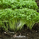Cress, Pepper (Lepidium sativum) - 500 Seeds seed packet from Seed Therapy – American - grown, heirloom seeds