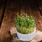 Cress, Pepper (Lepidium sativum) - 500 Seeds seed packet from Seed Therapy – American - grown, heirloom seeds