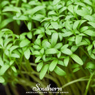 Cress, Pepper (Lepidium sativum) - 500 Seeds seed packet from Seed Therapy – American - grown, heirloom seeds