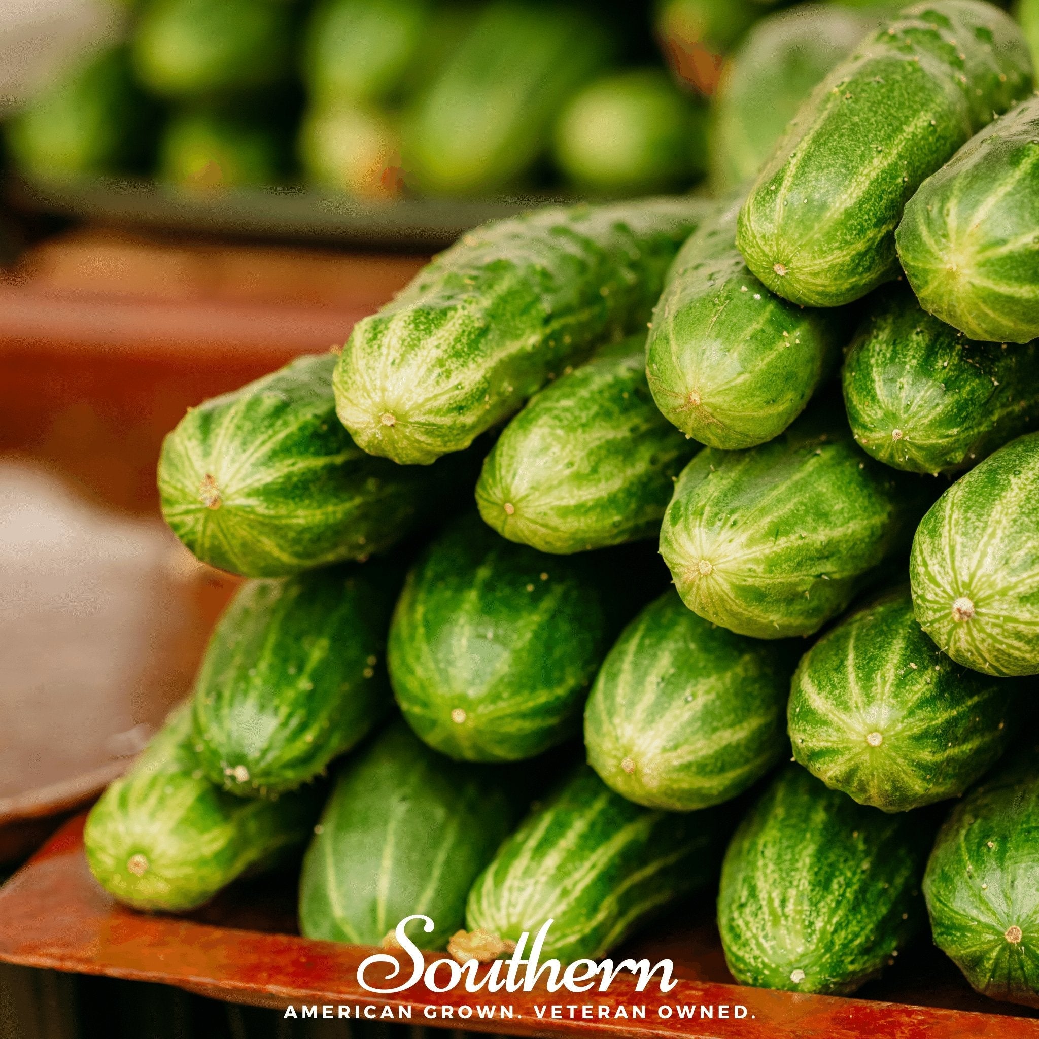 Cucumber, Ashley (Cucumis sativus) - 30 Seeds | Seed Therapy – Heirloom Garden Seeds