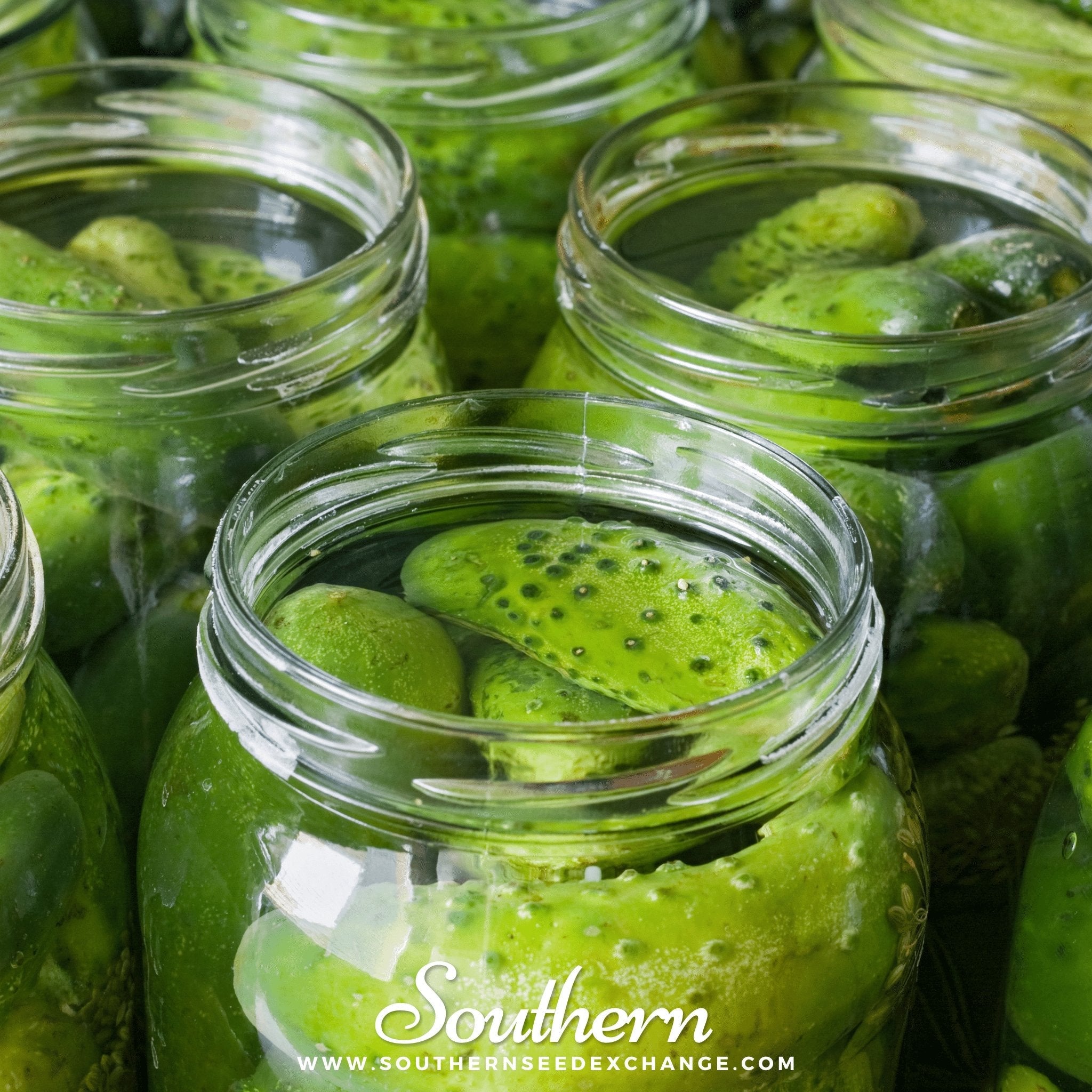 Cucumber, Boston Pickling (Cucumis sativus) - 30 Seeds seed packet from Seed Therapy – American - grown, heirloom seeds