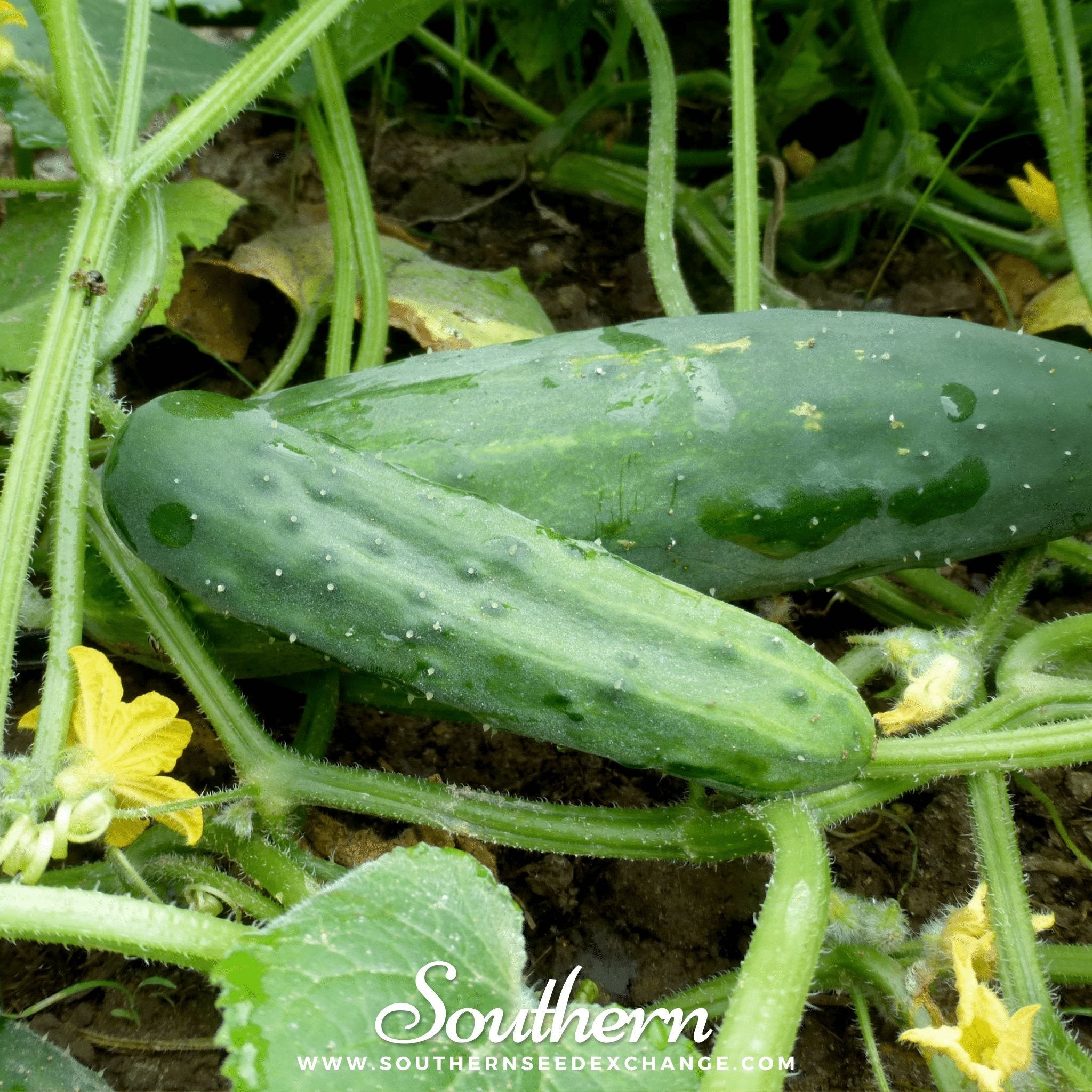 Cucumber, Marketmore 76 (Cucumis sativus) - 30 Seeds seed packet from Seed Therapy – American - grown, heirloom seeds