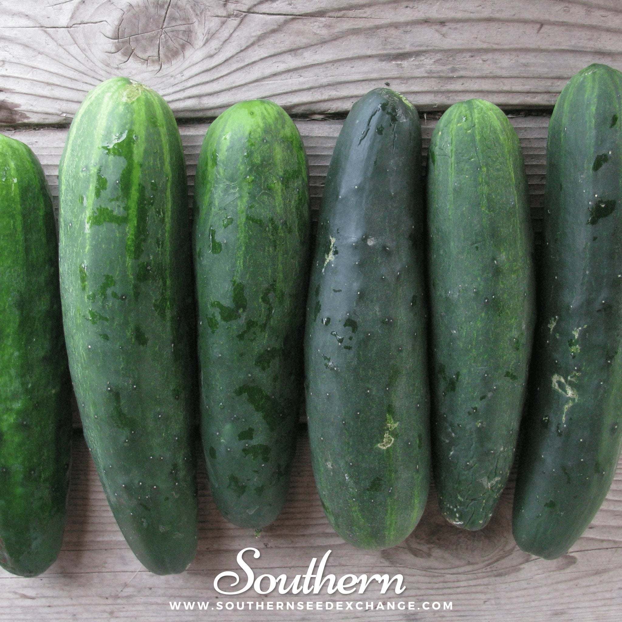 Cucumber, Marketmore 76 (Cucumis sativus) - 30 Seeds seed packet from Seed Therapy – American - grown, heirloom seeds