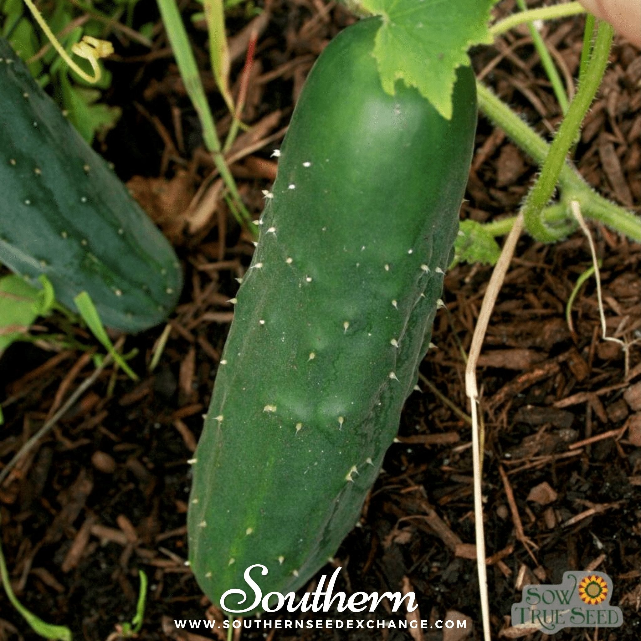 Cucumber, Marketmore 76 (Cucumis sativus) - 30 Seeds seed packet from Seed Therapy – American - grown, heirloom seeds