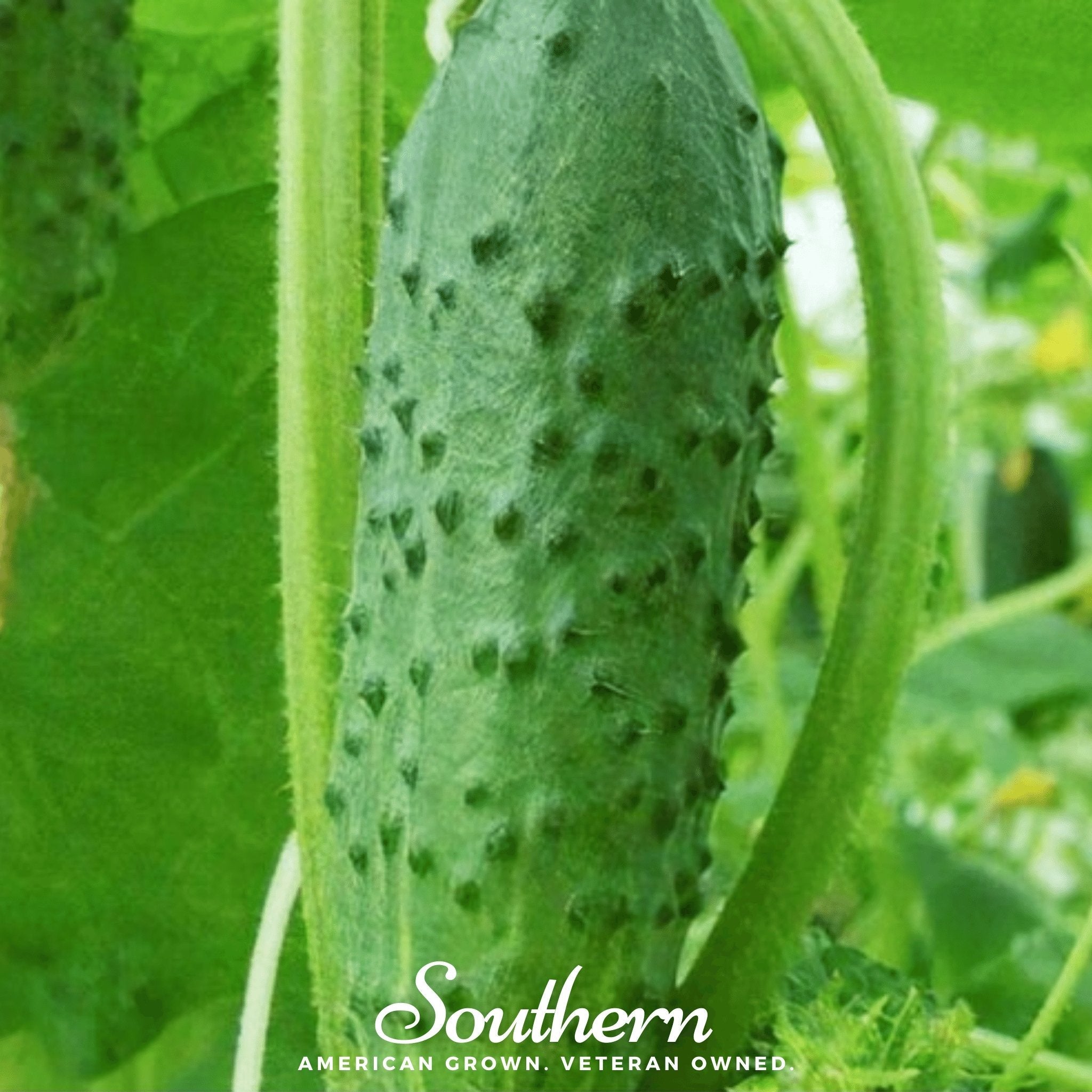Cucumber, Pioneer (Cucumis sativus) - 30 Seeds seed packet from Seed Therapy – American - grown, heirloom seeds