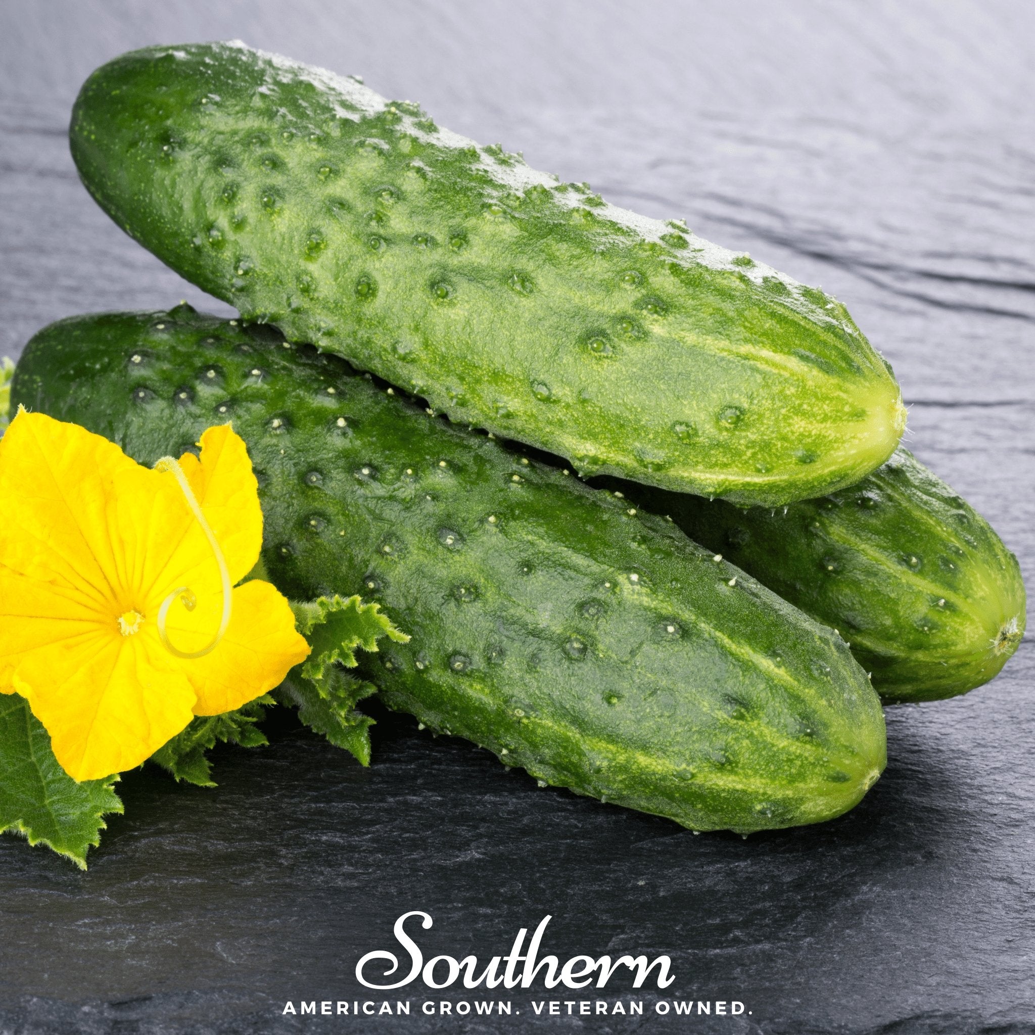 Cucumber, Pioneer (Cucumis sativus) - 30 Seeds seed packet from Seed Therapy – American - grown, heirloom seeds