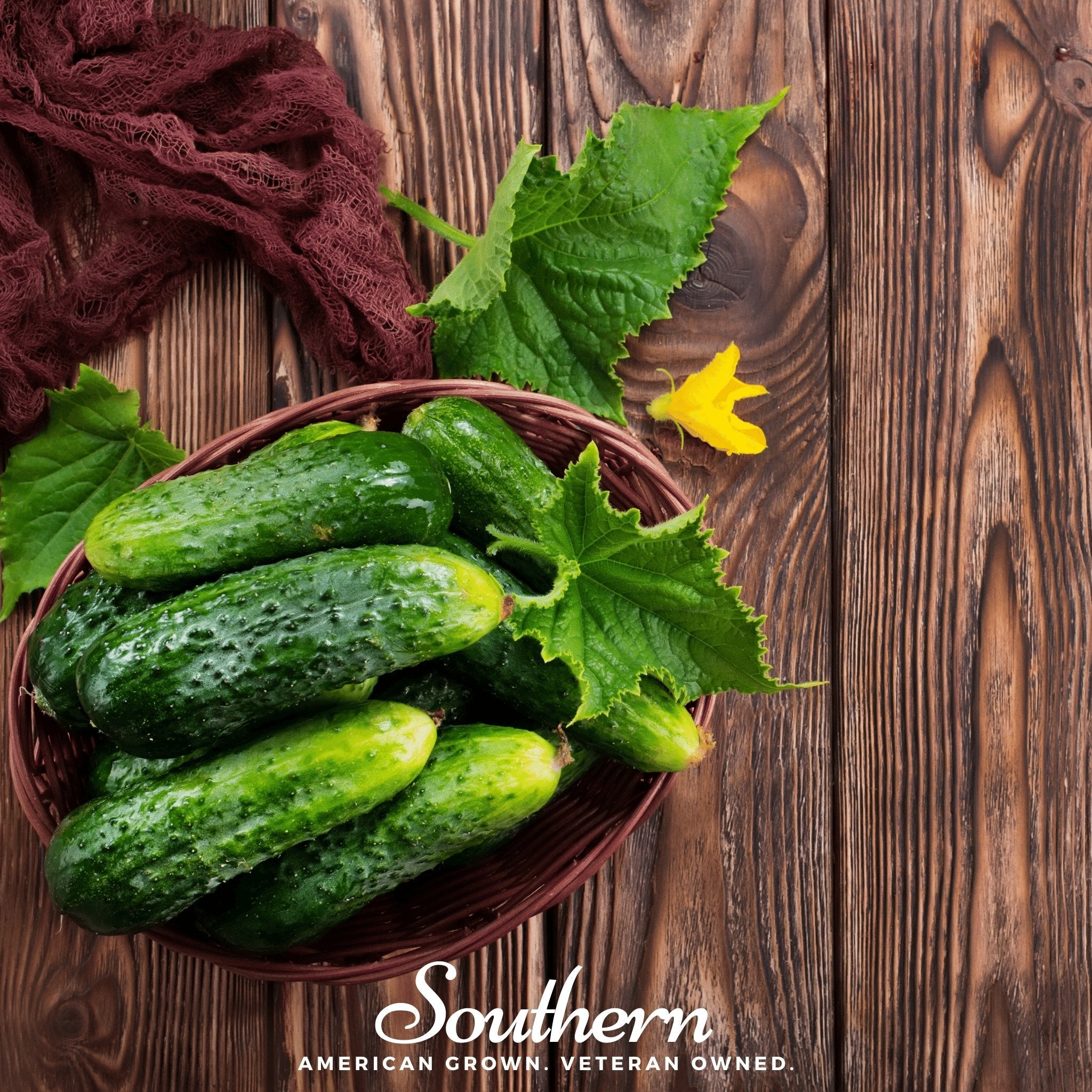Cucumber, Pioneer (Cucumis sativus) - 30 Seeds seed packet from Seed Therapy – American - grown, heirloom seeds