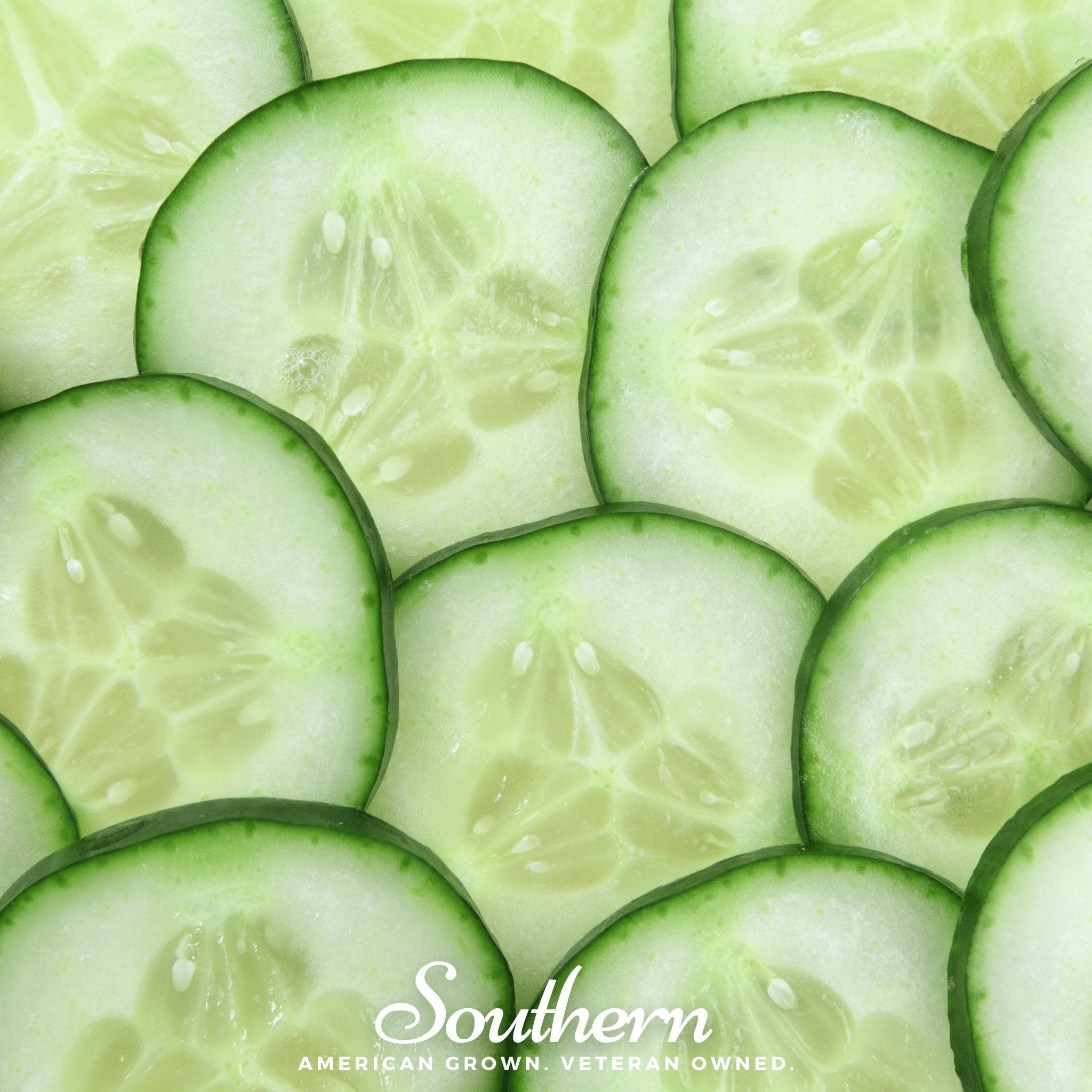 Cucumber, Spacemaster (Cucumis sativus) - 30 Seeds seed packet from Seed Therapy – American - grown, heirloom seeds