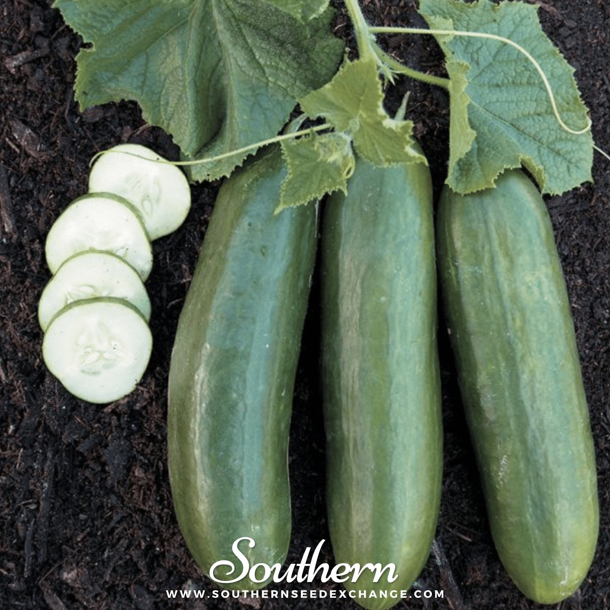 Cucumber, Straight 8 (Cucumis sativus) - 30 Seeds seed packet from Seed Therapy – American - grown, heirloom seeds