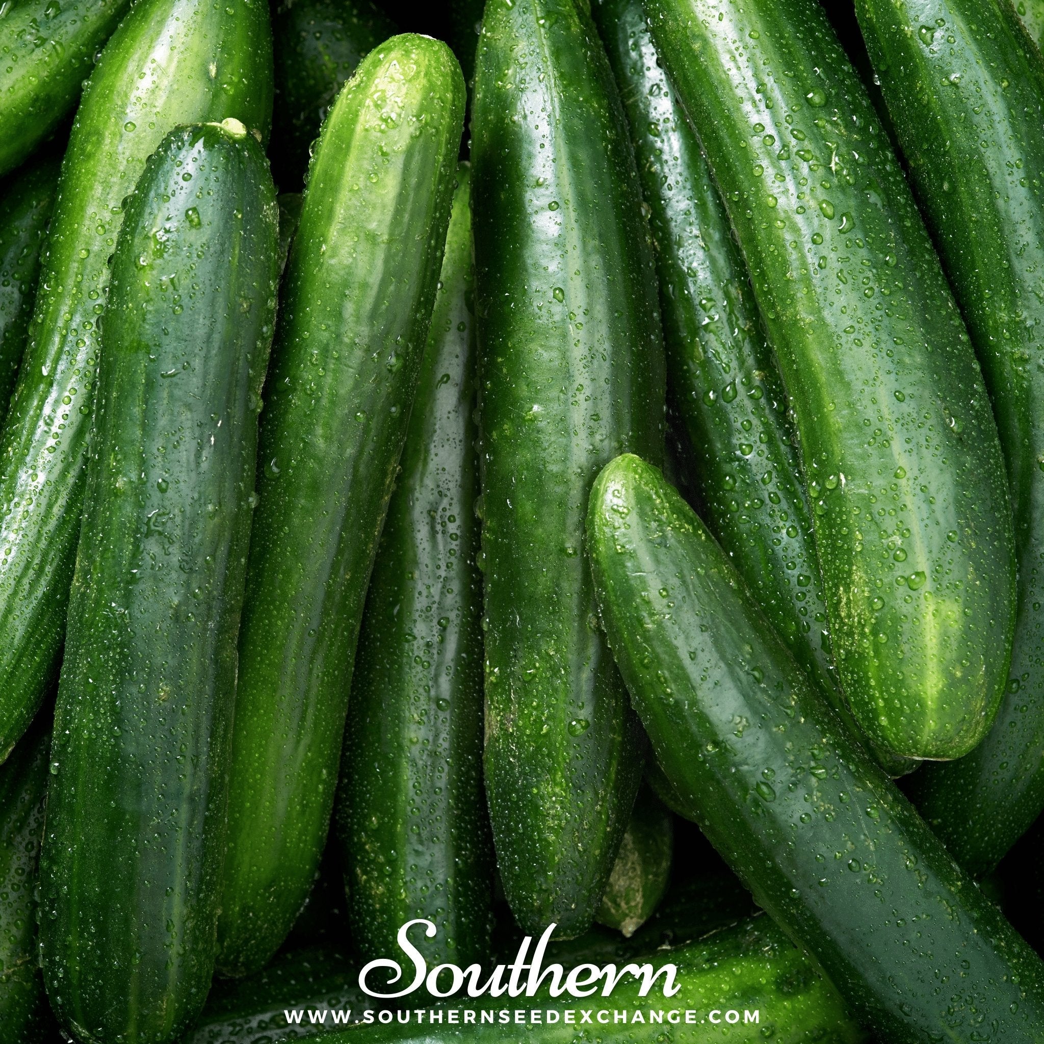 Cucumber, Straight 8 (Cucumis sativus) - 30 Seeds seed packet from Seed Therapy – American - grown, heirloom seeds