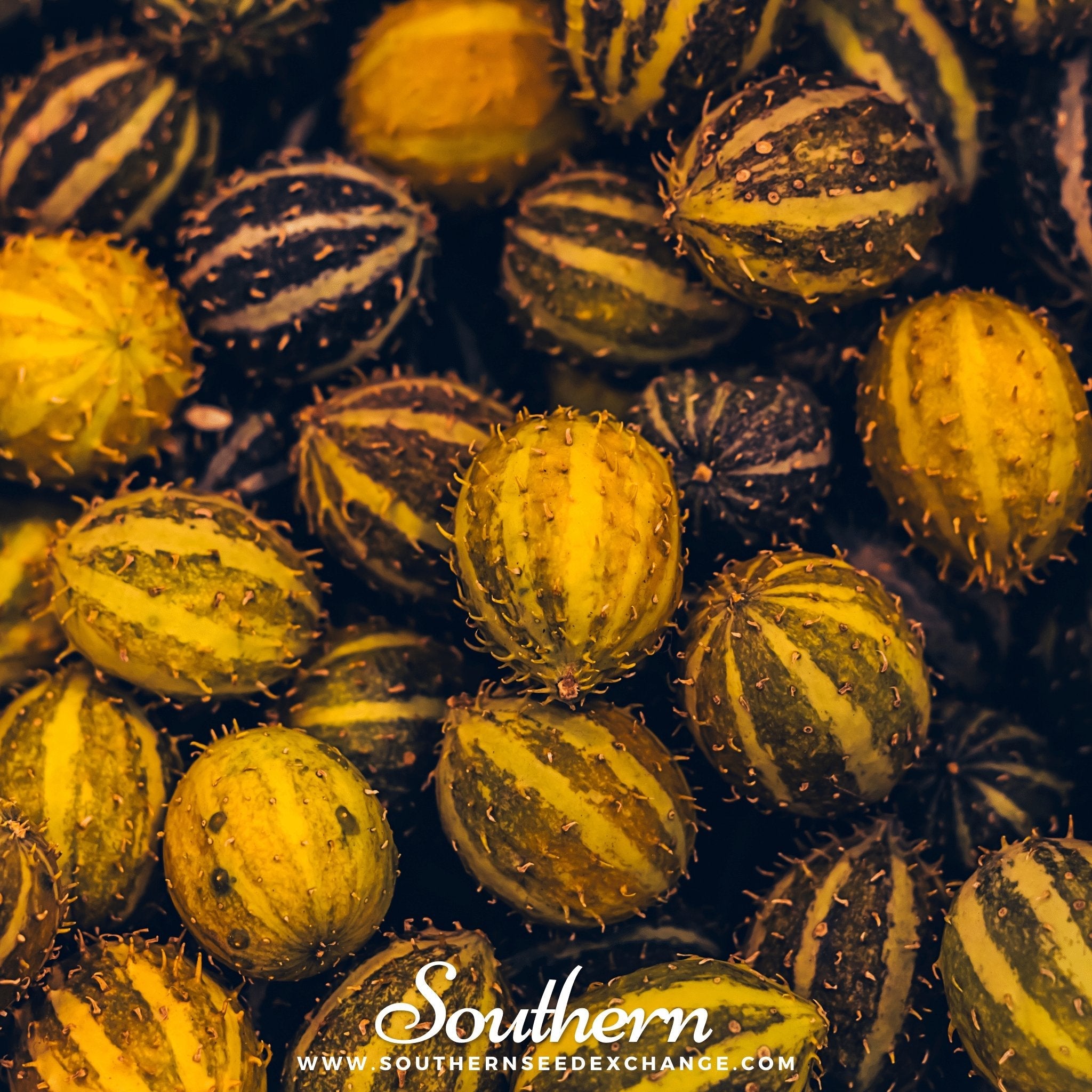 Cucumber, West Indian Gherkin (Cucumis sativus) - 30 Seeds seed packet from Seed Therapy – American - grown, heirloom seeds