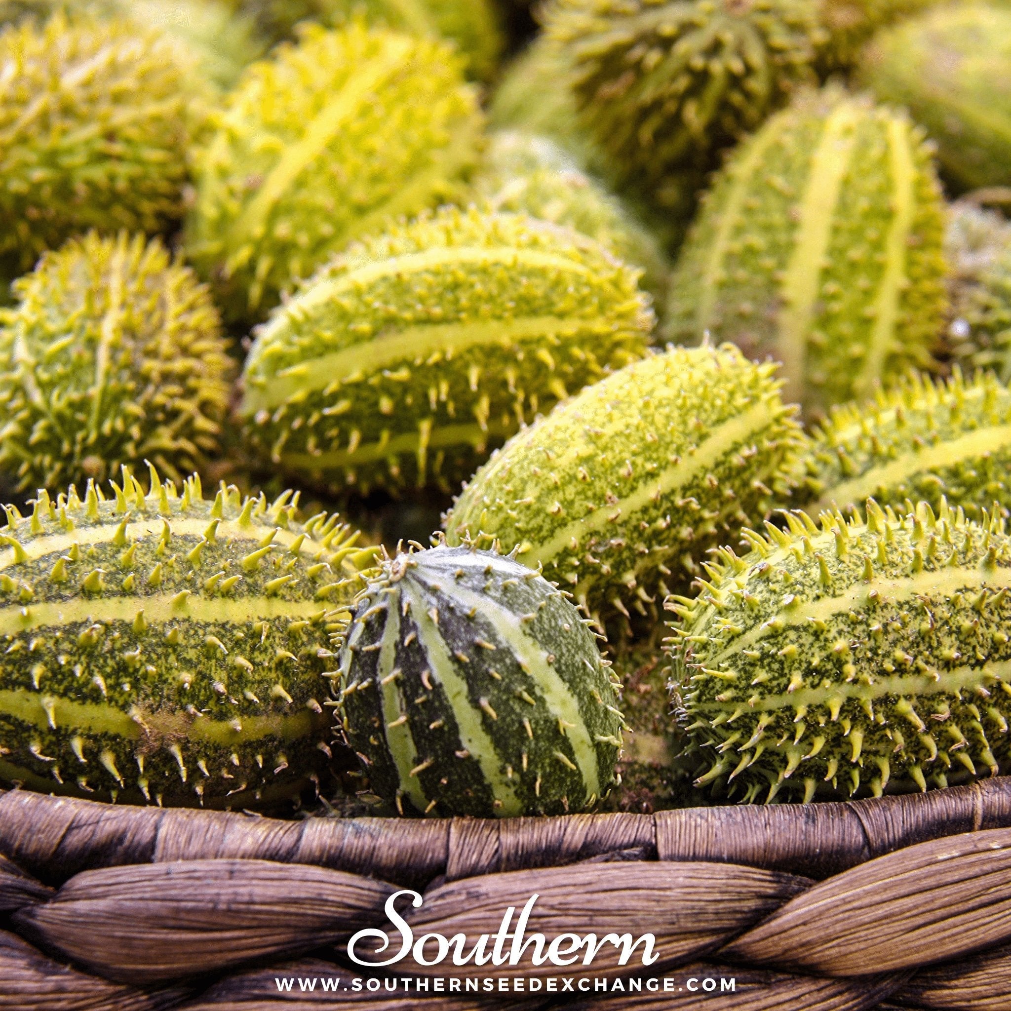 Cucumber, West Indian Gherkin (Cucumis sativus) - 30 Seeds seed packet from Seed Therapy – American - grown, heirloom seeds