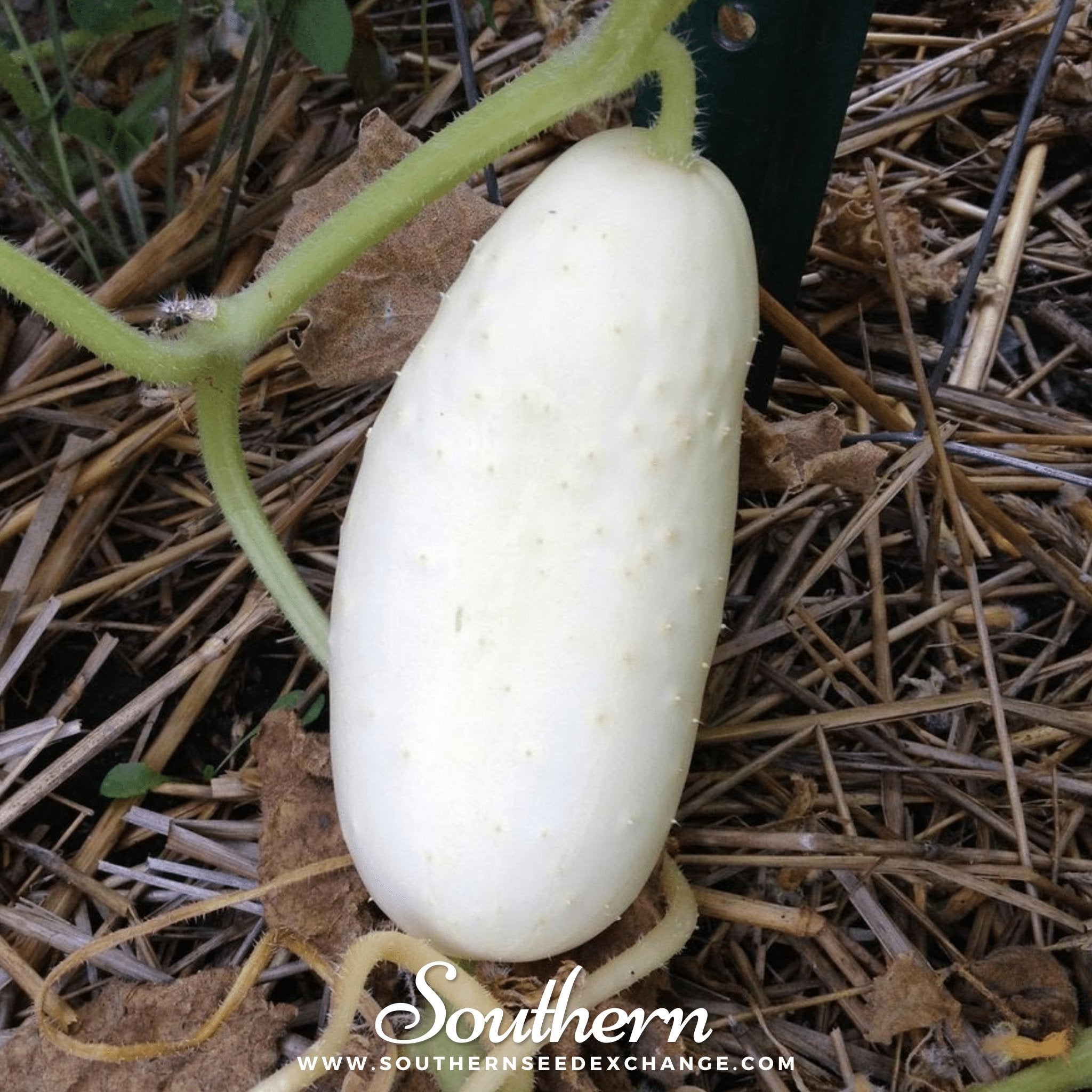 Cucumber, White Wonder (Cucumis sativus) - 30 Seeds seed packet from Seed Therapy – American - grown, heirloom seeds