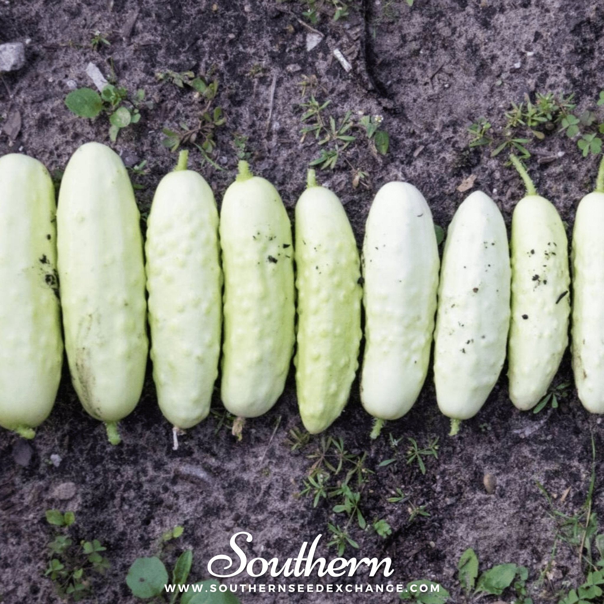 Cucumber, White Wonder (Cucumis sativus) - 30 Seeds seed packet from Seed Therapy – American - grown, heirloom seeds