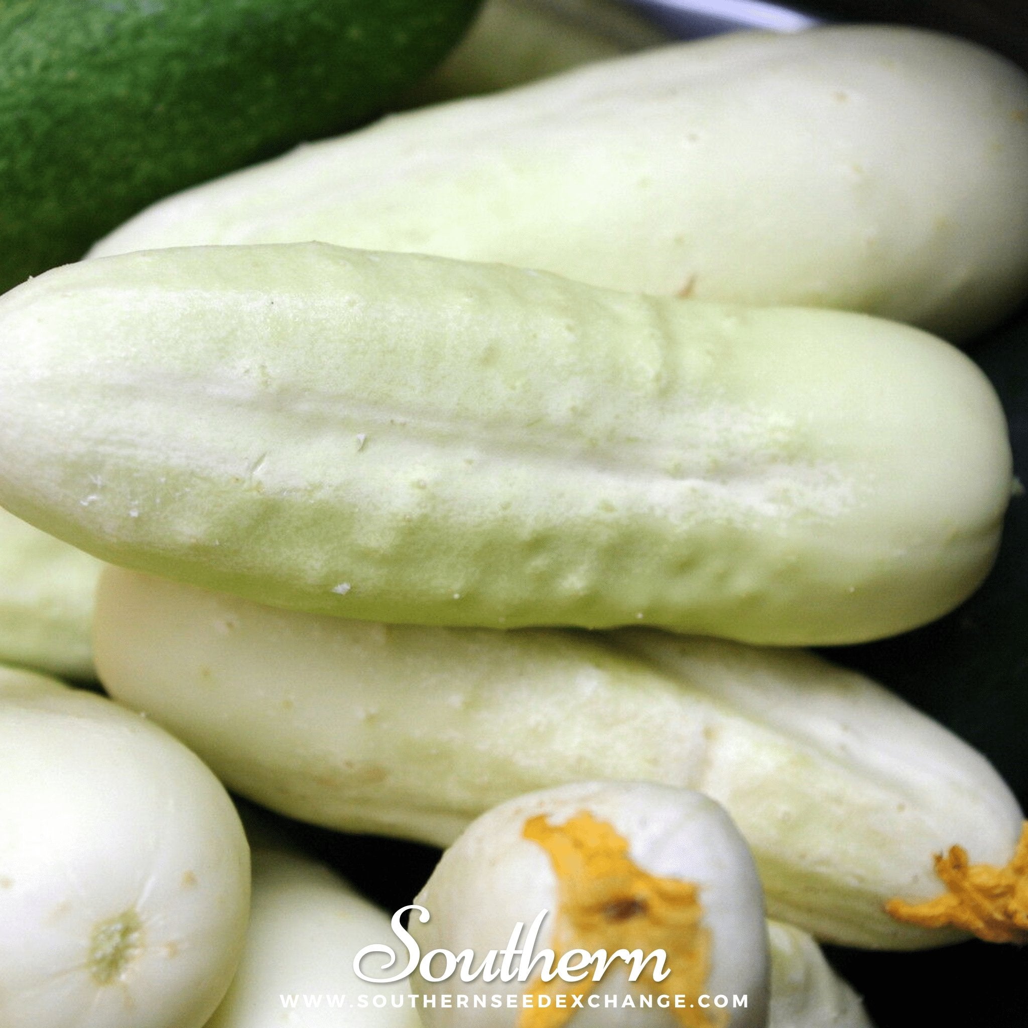Cucumber, White Wonder (Cucumis sativus) - 30 Seeds seed packet from Seed Therapy – American - grown, heirloom seeds