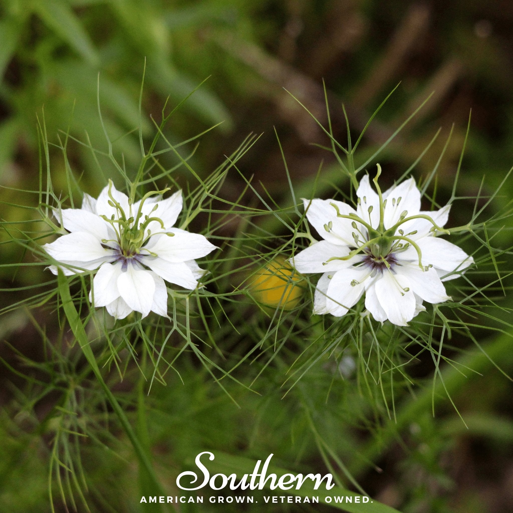 Cumin, Black (Nigella sativa) - 50 Seeds seed packet from Seed Therapy – American - grown, heirloom seeds