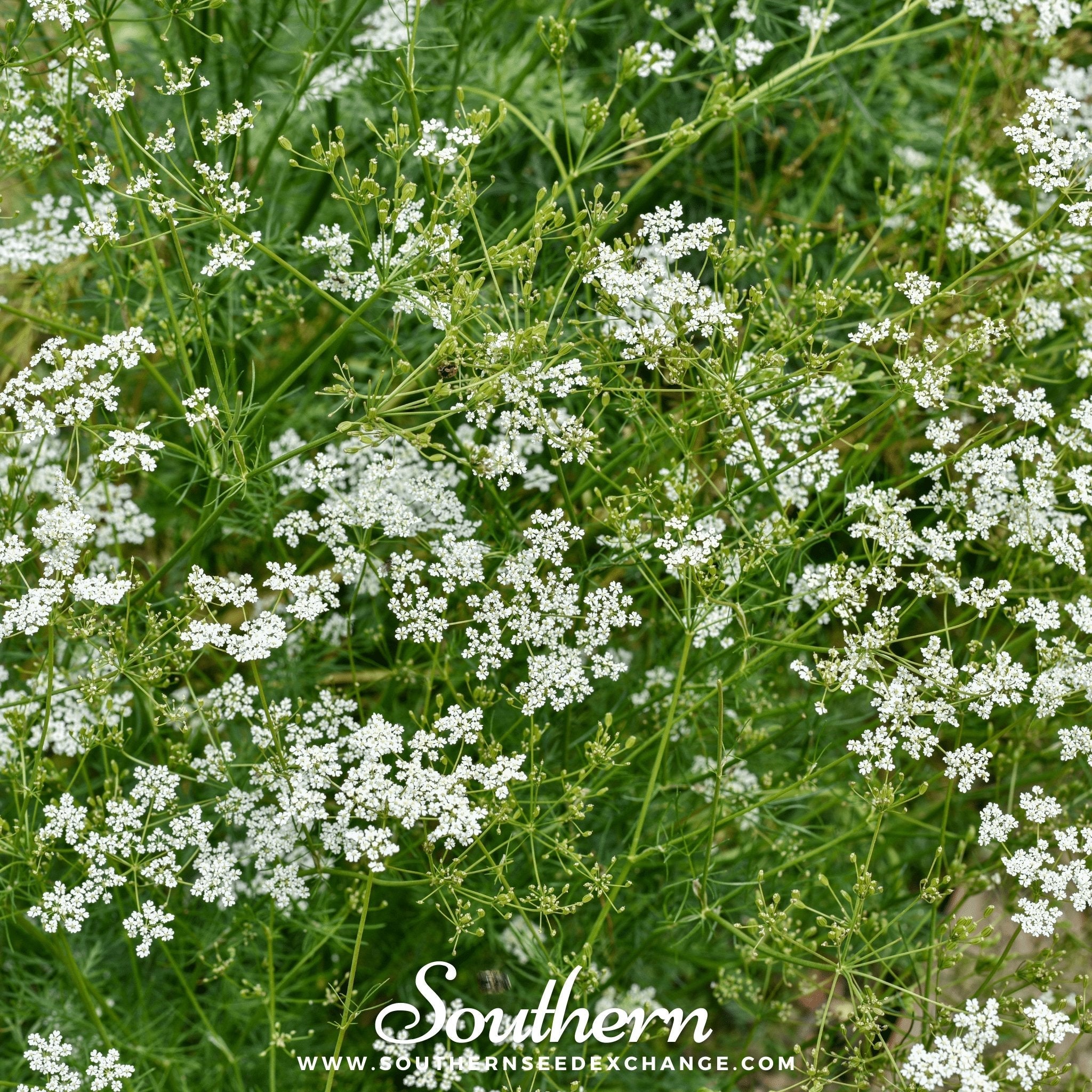 Cumin (Cuminum cyminum) - 100 Seeds seed packet from Seed Therapy – American - grown, heirloom seeds