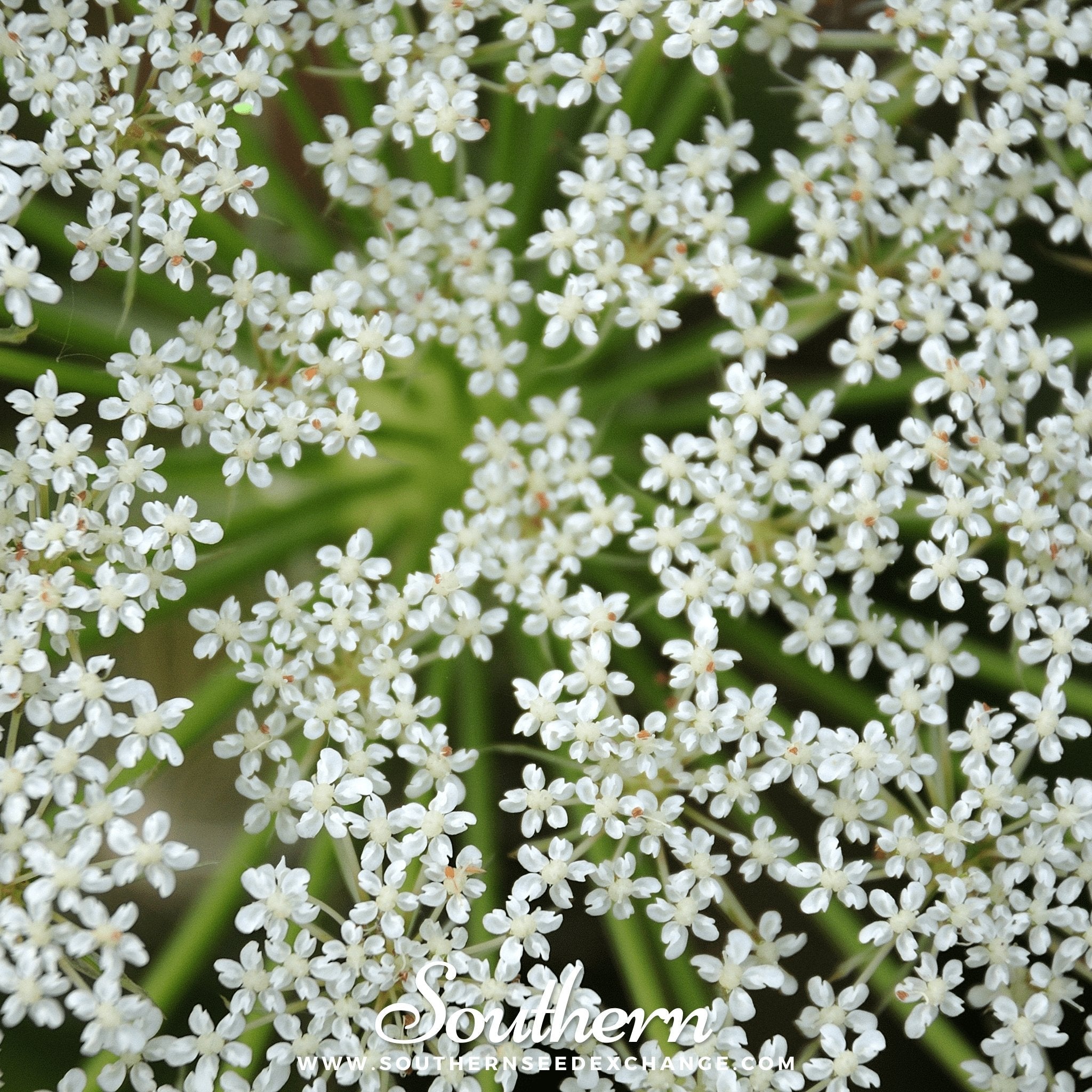 Cumin (Cuminum cyminum) - 100 Seeds seed packet from Seed Therapy – American - grown, heirloom seeds