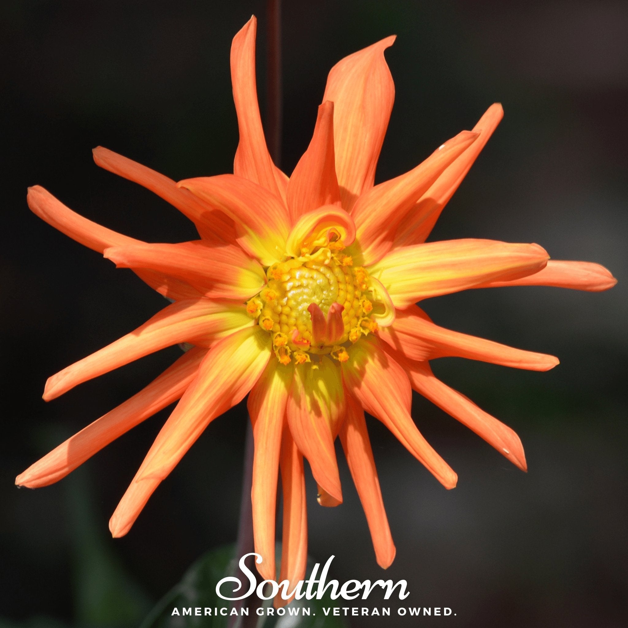 Dahlia, Cactus Mix (Dahlia variabilis) - 25 Seeds seed packet from Seed Therapy – American - grown, heirloom seeds