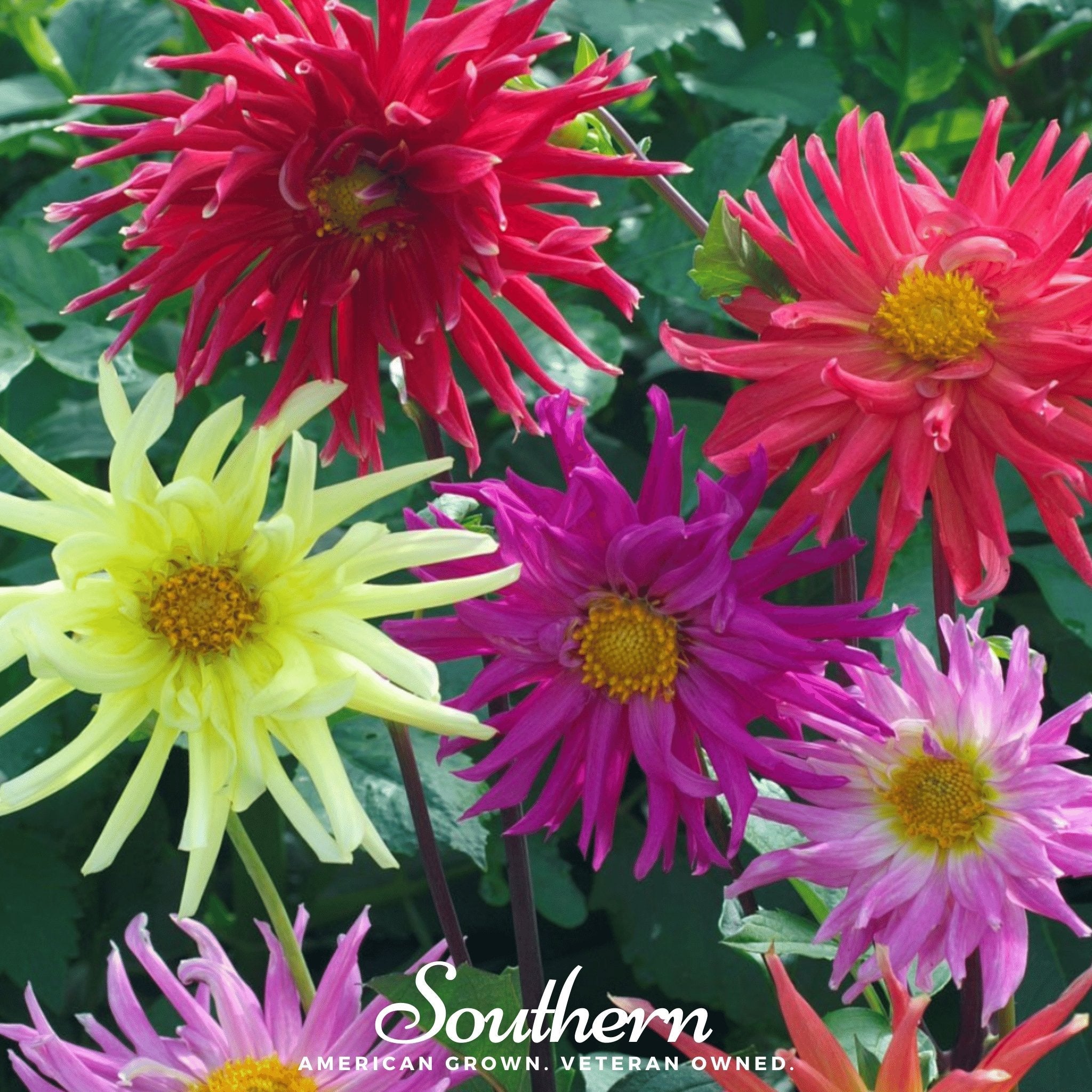 Dahlia, Cactus Mix (Dahlia variabilis) - 25 Seeds seed packet from Seed Therapy – American - grown, heirloom seeds