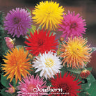 Dahlia, Cactus Mix (Dahlia variabilis) - 25 Seeds seed packet from Seed Therapy – American - grown, heirloom seeds