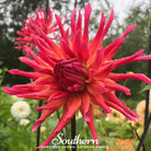 Dahlia, Cactus Mix (Dahlia variabilis) - 25 Seeds seed packet from Seed Therapy – American - grown, heirloom seeds