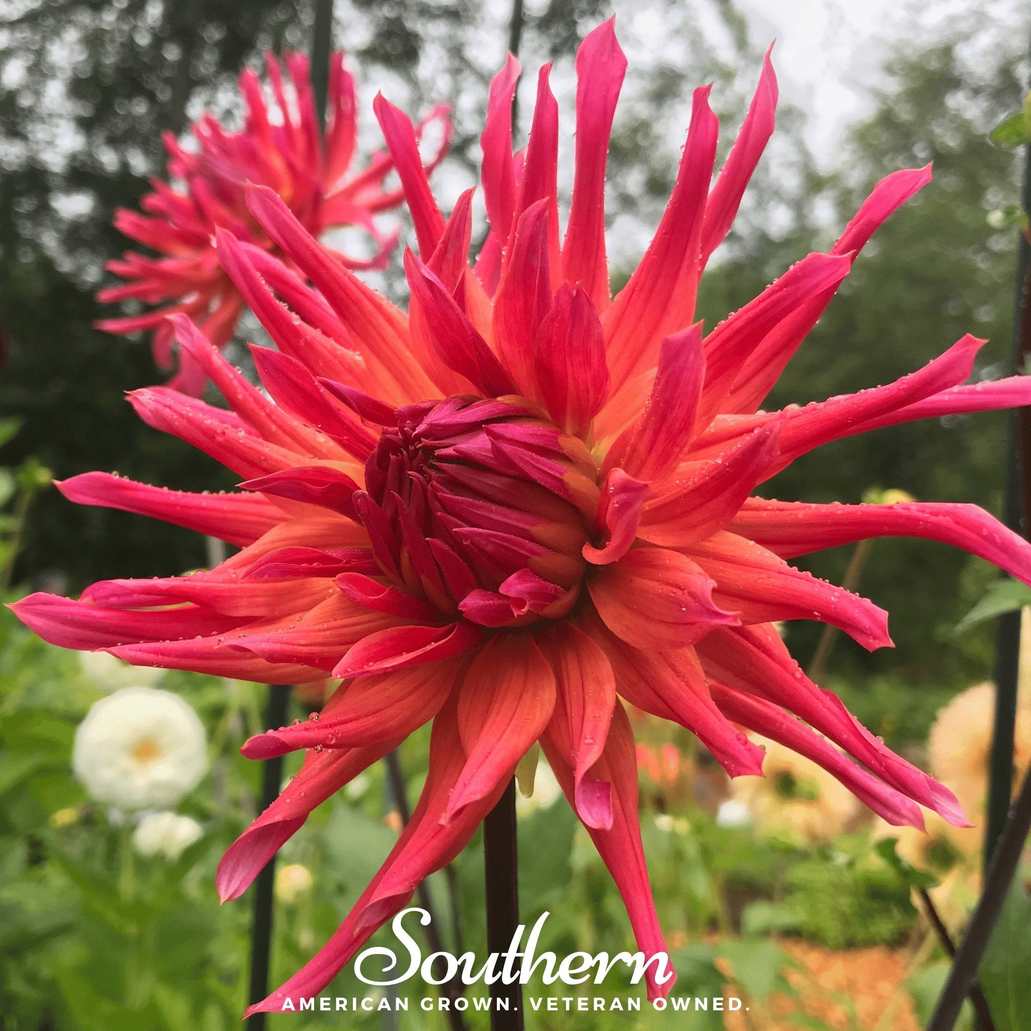 Dahlia, Cactus Mix (Dahlia variabilis) - 25 Seeds seed packet from Seed Therapy – American - grown, heirloom seeds