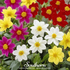 Dahlia, Mignon Mix (Dahlia variabilis) - 25 Seeds seed packet from Seed Therapy – American - grown, heirloom seeds