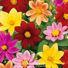 Dahlia, Mignon Mix (Dahlia variabilis) - 25 Seeds seed packet from Seed Therapy – American - grown, heirloom seeds