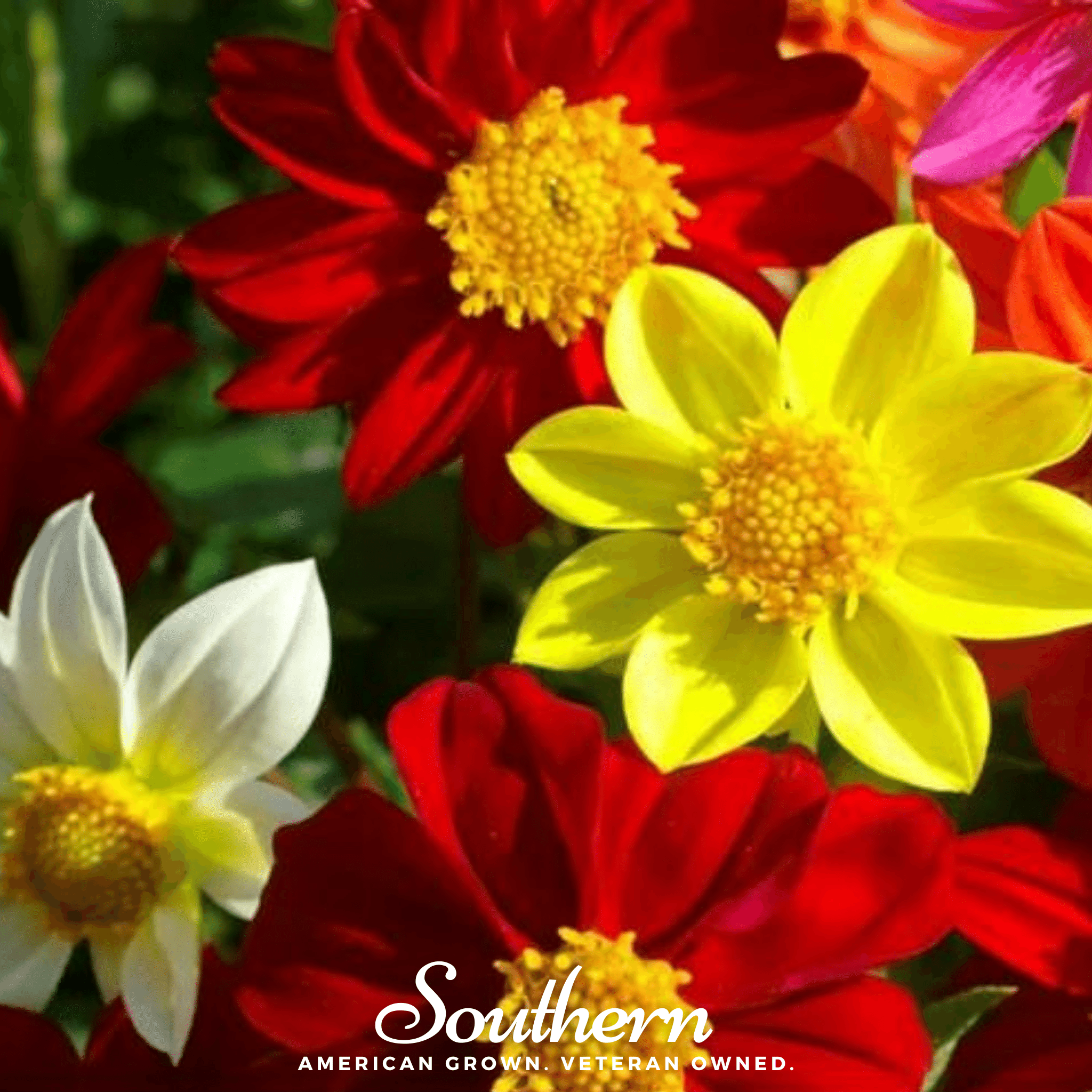 Dahlia, Mignon Mix (Dahlia variabilis) - 25 Seeds seed packet from Seed Therapy – American - grown, heirloom seeds