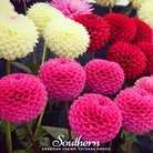 Dahlia, Pompon Mix (Dahlia variablilis) - 25 Seeds seed packet from Seed Therapy – American - grown, heirloom seeds