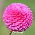 Dahlia, Pompon Mix (Dahlia variablilis) - 25 Seeds seed packet from Seed Therapy – American - grown, heirloom seeds