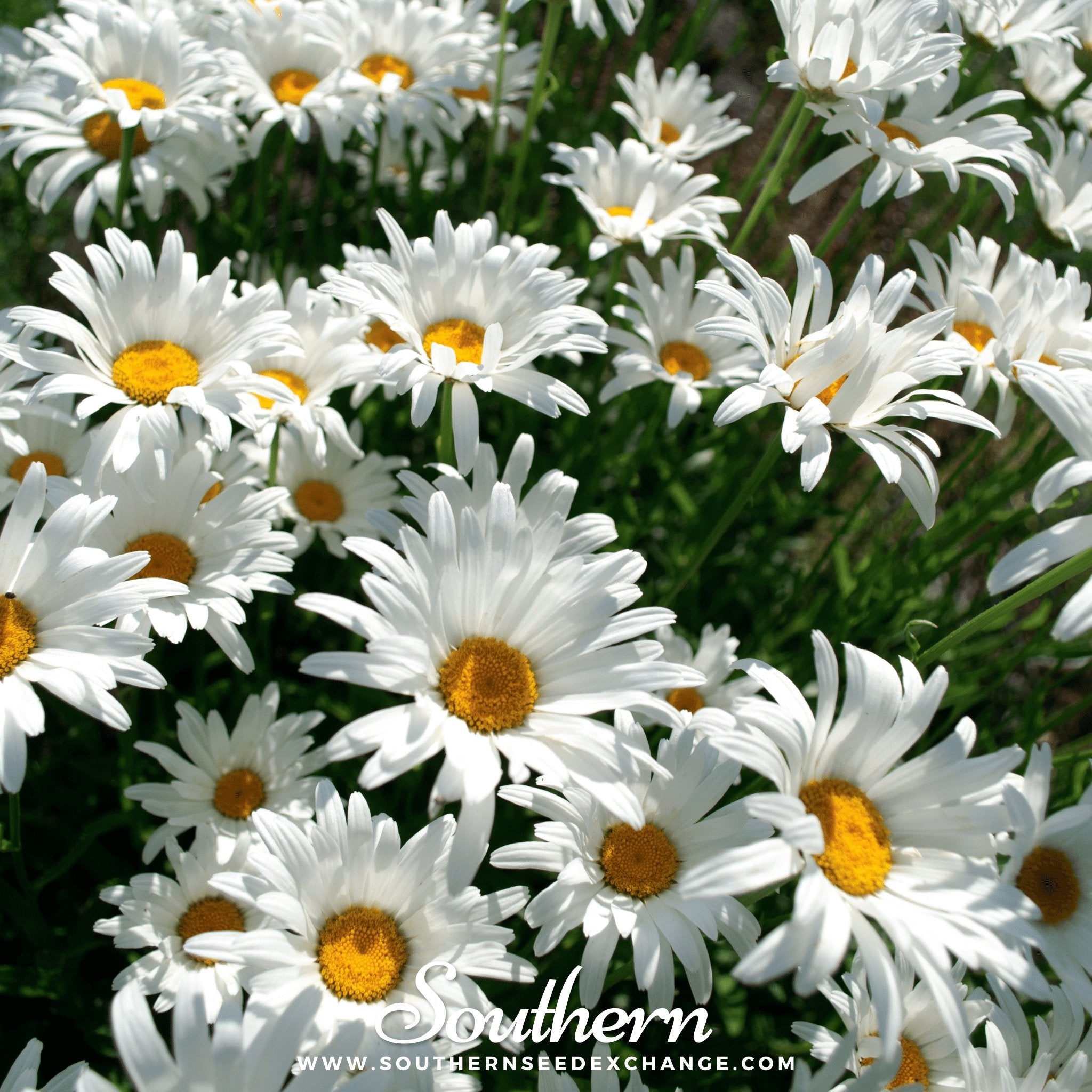 Daisy, Alaska Shasta (Chrysanthemum maximum) - 100 Seeds seed packet from Seed Therapy – American - grown, heirloom seeds