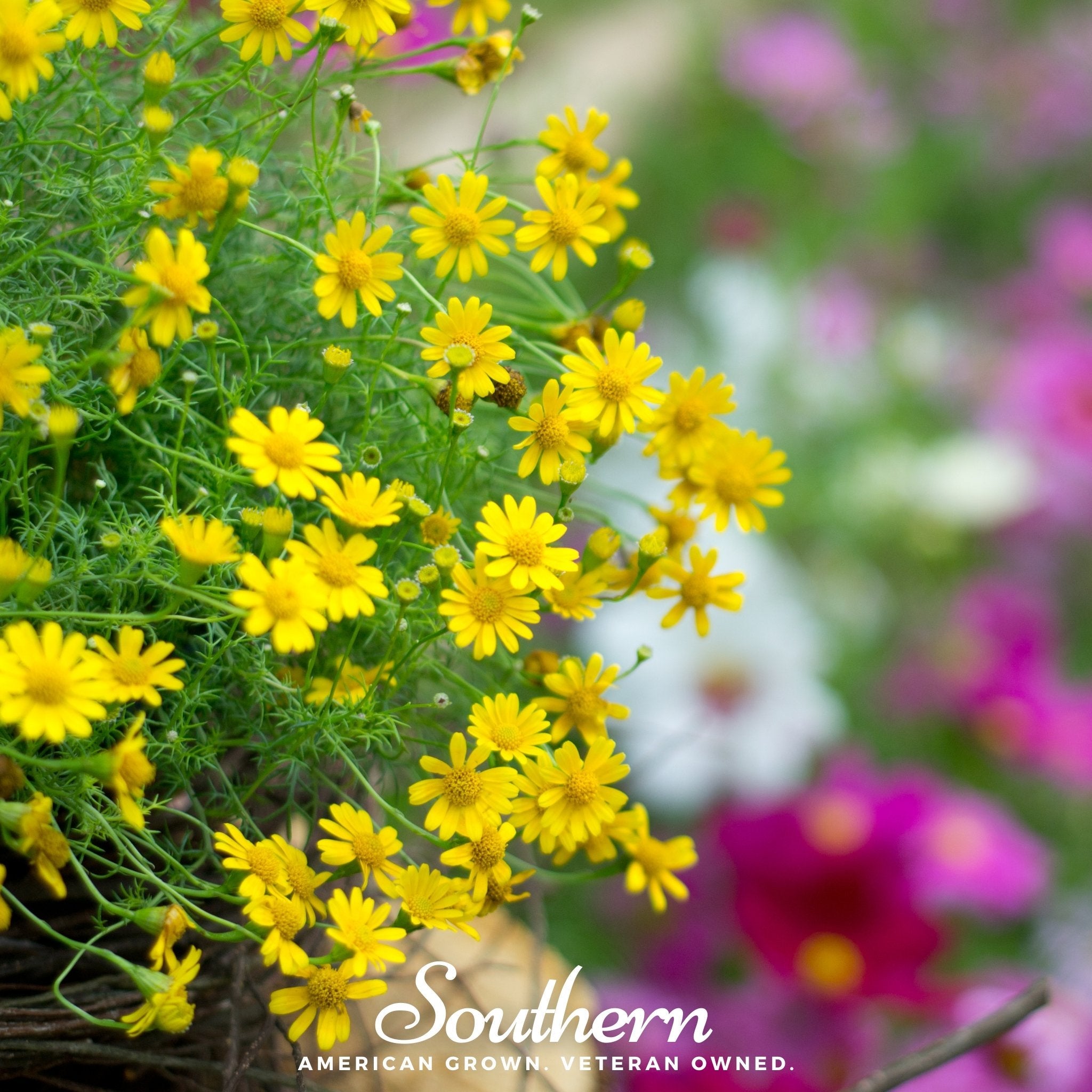 Daisy, Dahlberg (Thymophilla tenuiloba) - 500 Seeds seed packet from Seed Therapy – American - grown, heirloom seeds