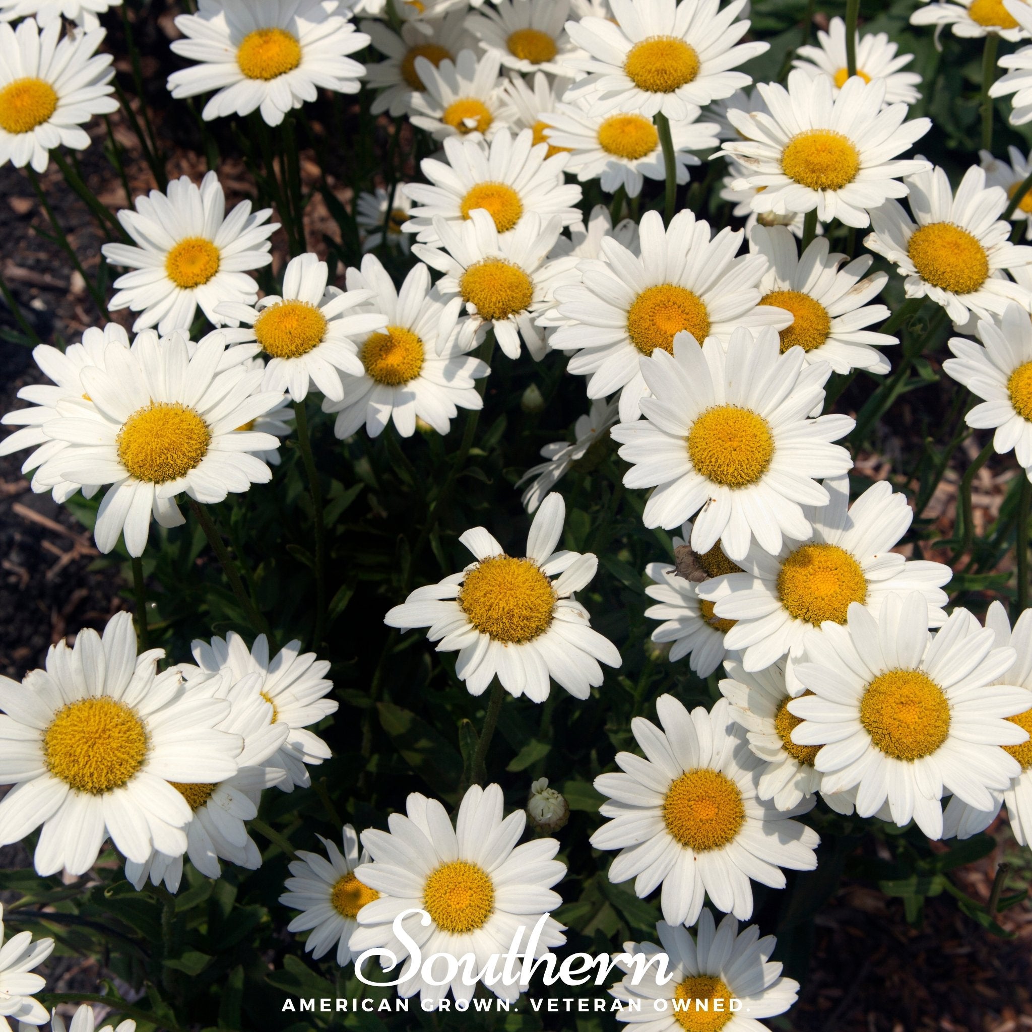 Daisy, Dwarf Shasta (Chrysanthemum maximum) - 100 Seeds seed packet from Seed Therapy – American - grown, heirloom seeds