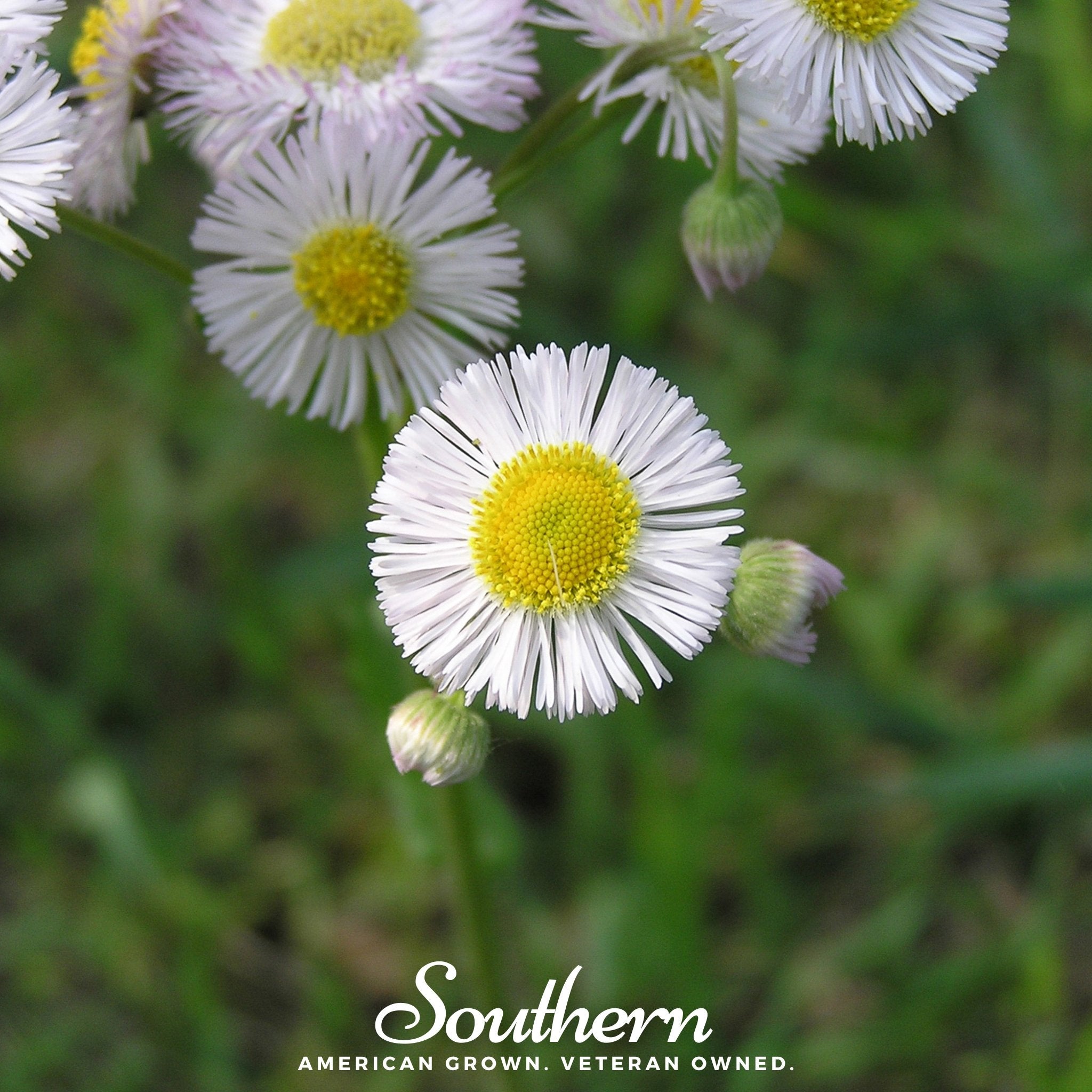 Daisy, Fleabane - Dainty Daisy (Erigeron speciosus) - 100 Seeds seed packet from Seed Therapy – American - grown, heirloom seeds