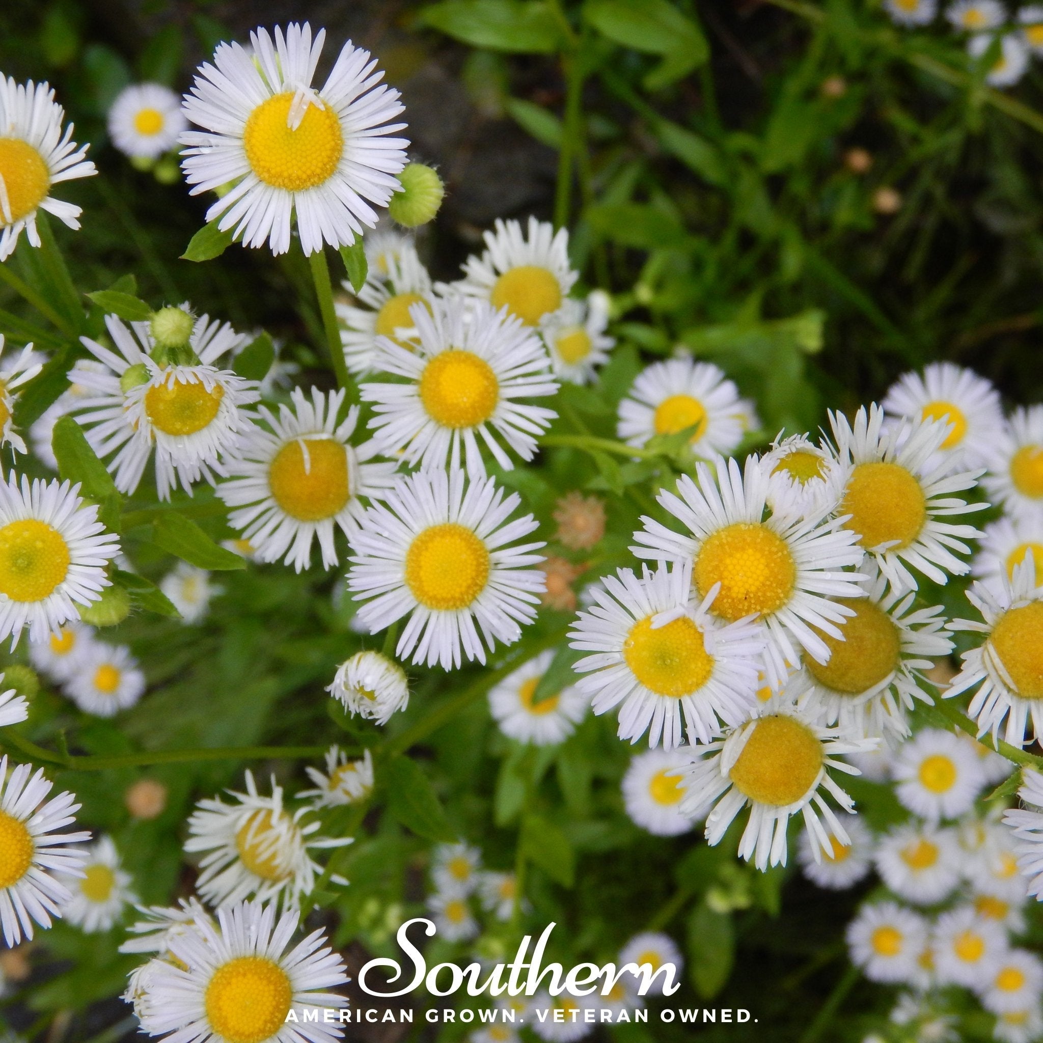 Daisy, Fleabane - Dainty Daisy (Erigeron speciosus) - 100 Seeds seed packet from Seed Therapy – American - grown, heirloom seeds